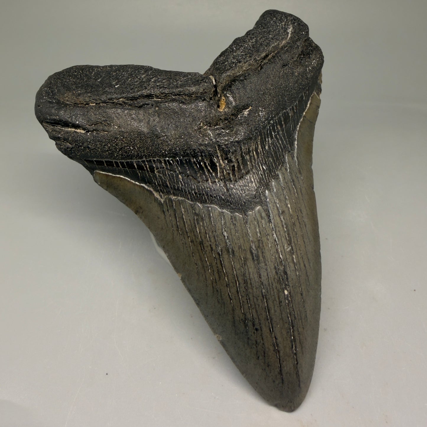Front Left View 4.79" Fossil Megalodon Tooth – Authentic Carcharocles megalodon Tooth from South Carolina CM5793