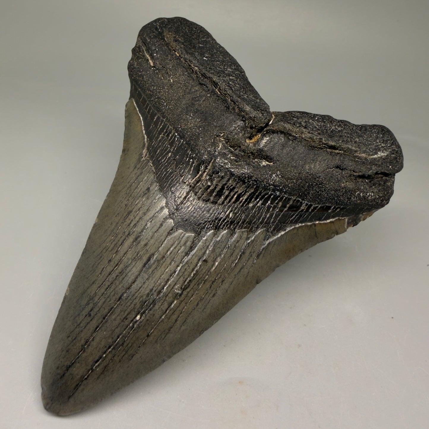 Front Right View 4.79" Fossil Megalodon Tooth – Authentic Carcharocles megalodon Tooth from South Carolina CM5793