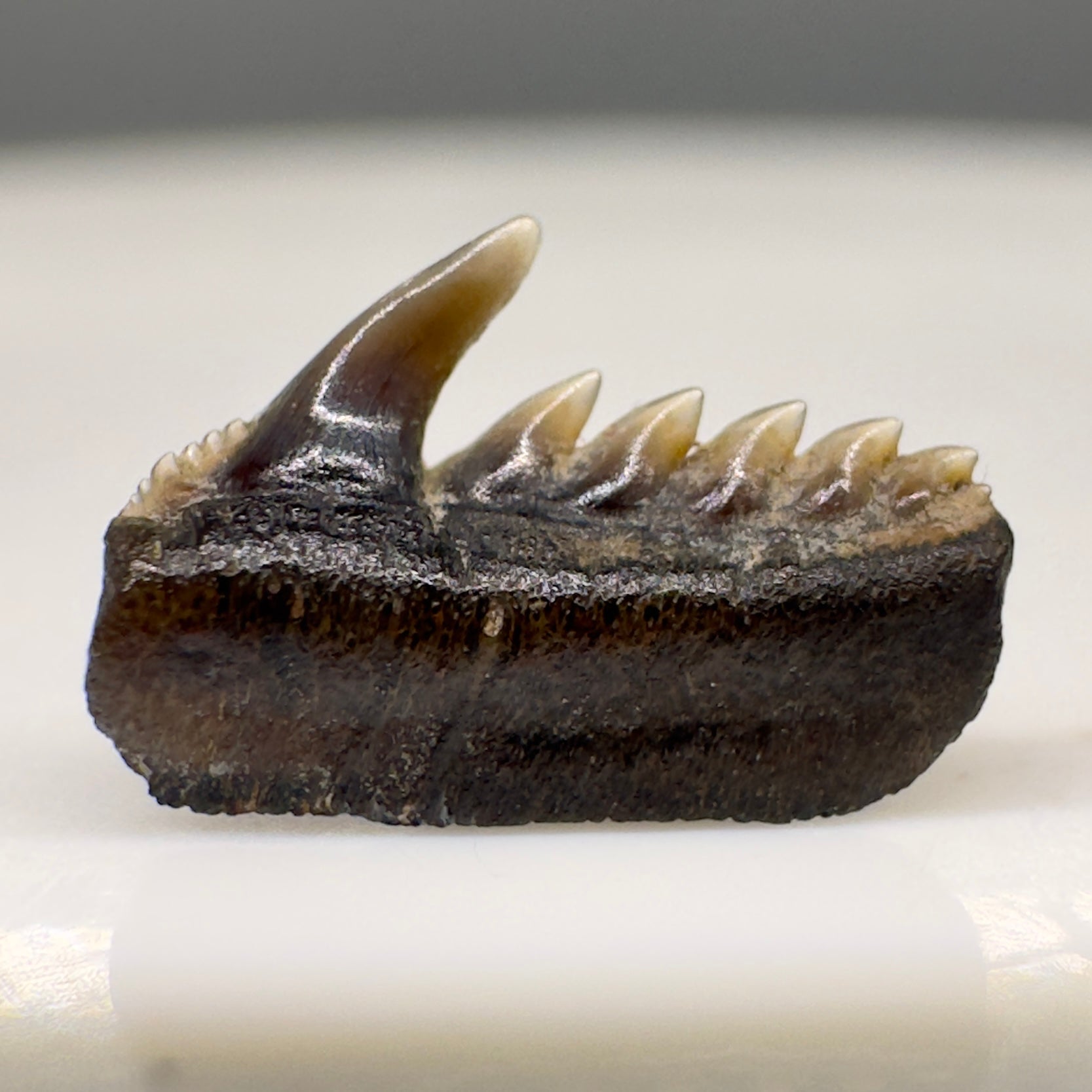Pristine 8.17mm wide Fossil Weltonia burnhamensis - Extinct Cow Shark Tooth from Essex, England - Rare Specimen R508 - Front