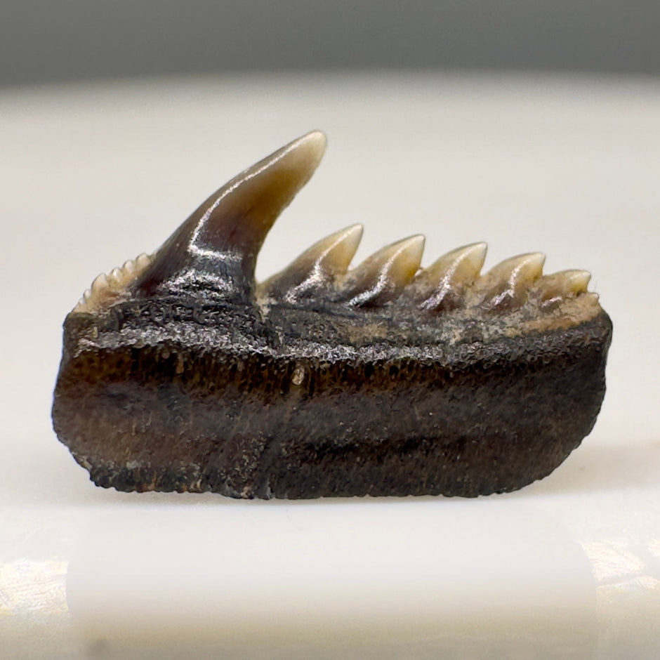 Rare Fossil Shark Teeth Collection - Authentic Specimens – Megalodon Teeth