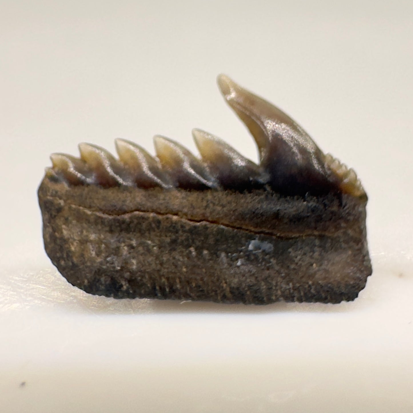 Pristine 8.17mm wide Fossil Weltonia burnhamensis - Extinct Cow Shark Tooth from Essex, England - Rare Specimen R508 - Back