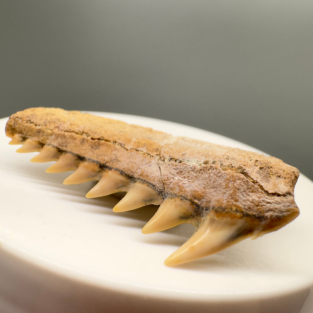 Rare Fossil Shark Teeth Collection - Authentic Specimens – Megalodon Teeth