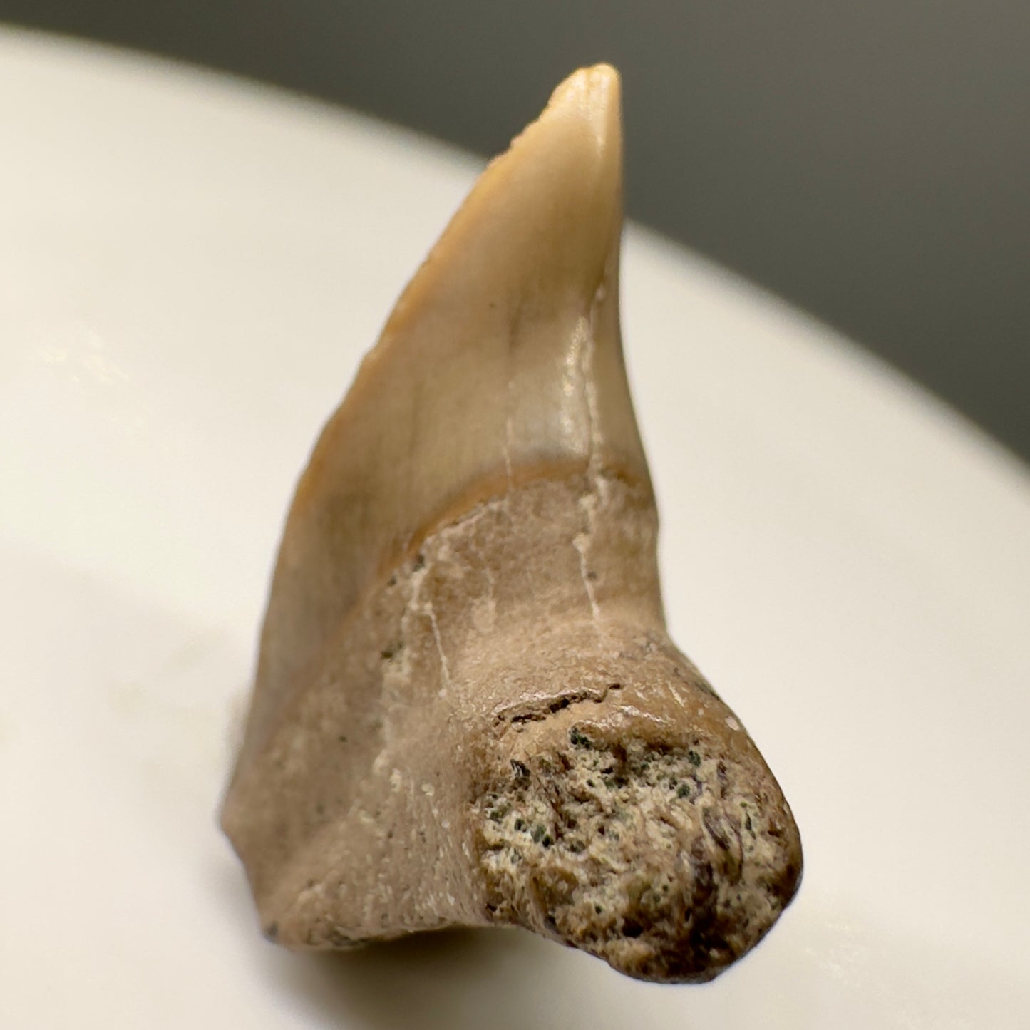 Super Rare 0.64" Fossil Paraisurus macrorhiza Shark Tooth - UK R569 - Front left1