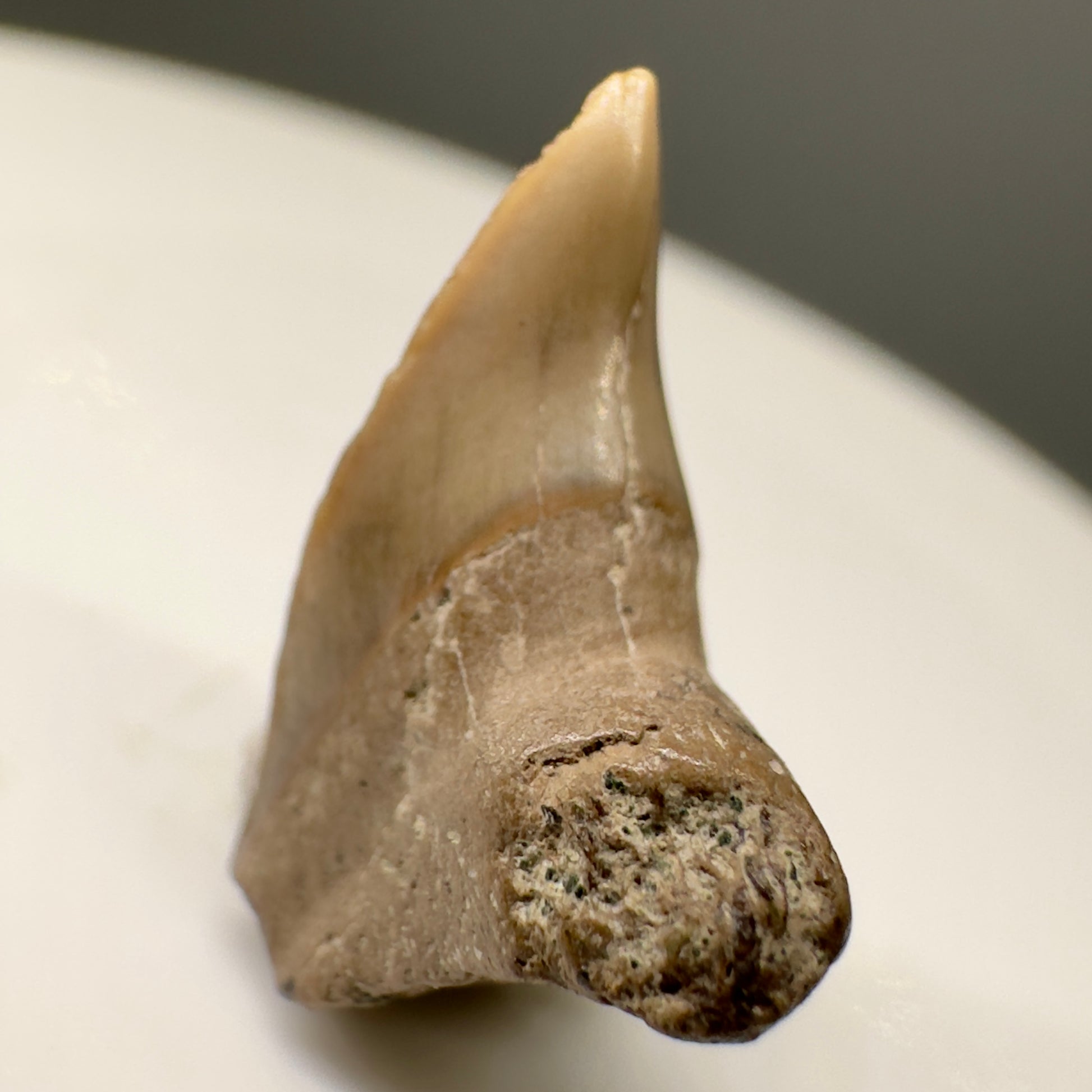Super Rare 0.64" Fossil Paraisurus macrorhiza Shark Tooth - UK R569 - Front left1