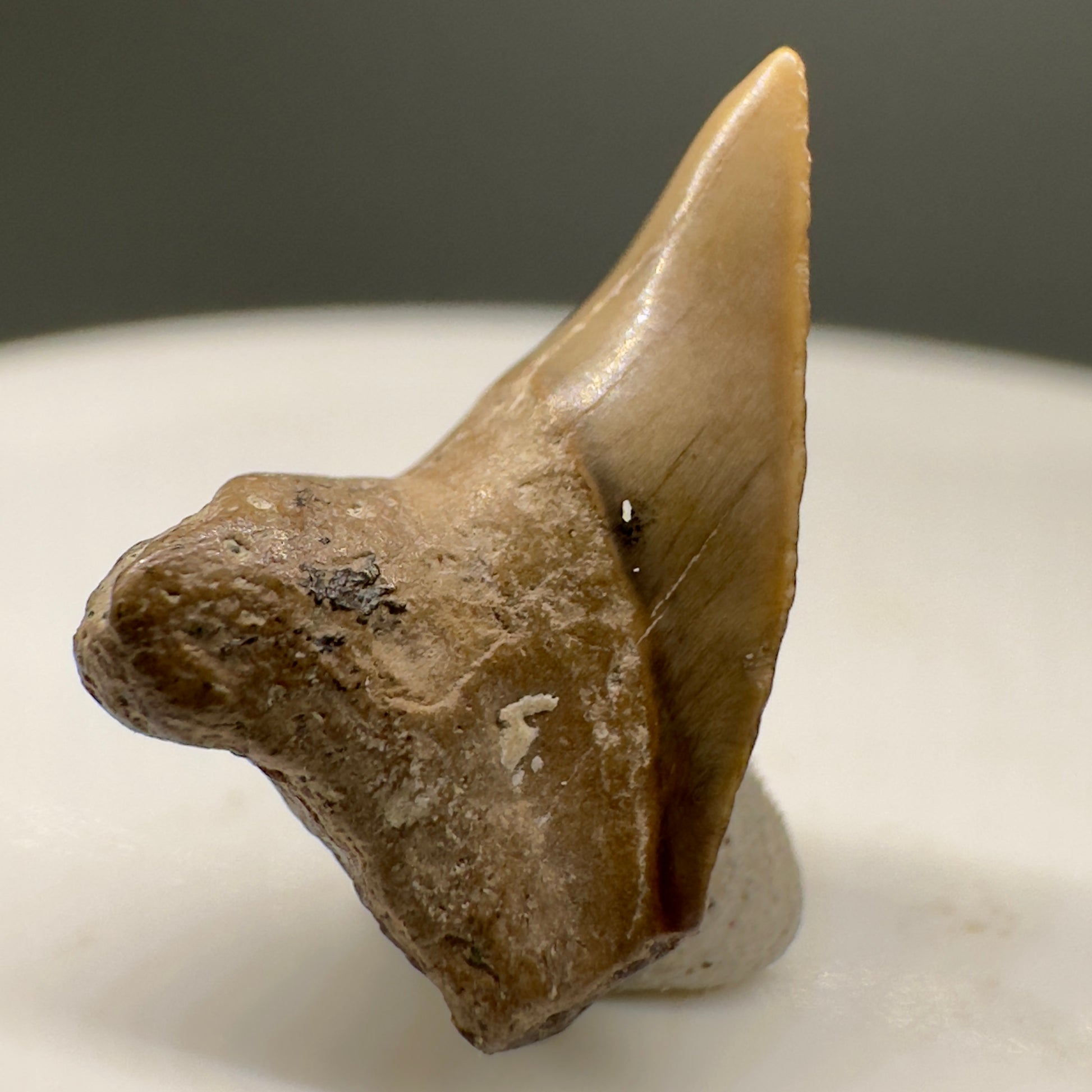Super Rare 0.64" Fossil Paraisurus macrorhiza Shark Tooth - UK R569 - Front right