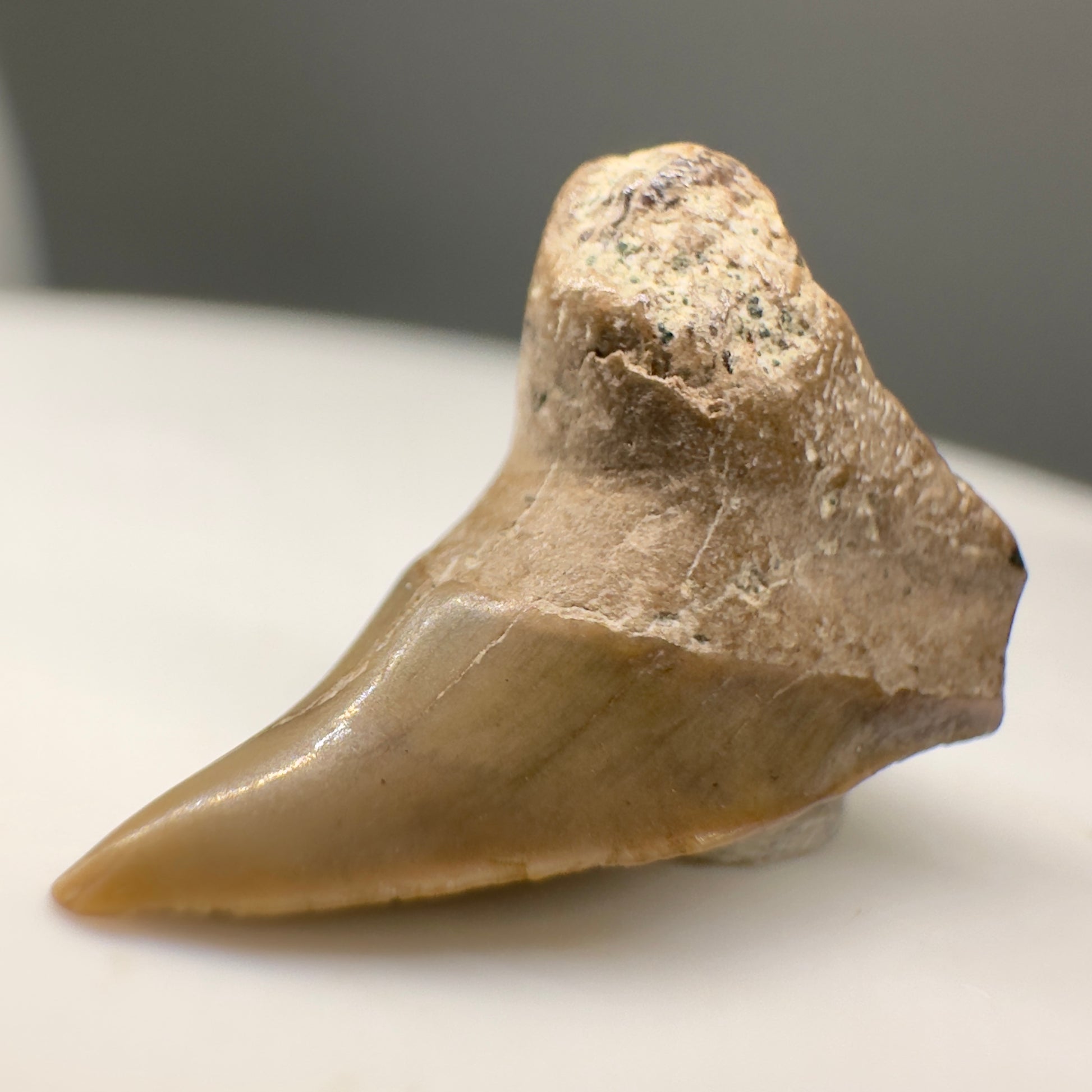Super Rare 0.64" Fossil Paraisurus macrorhiza Shark Tooth - UK R569 - Front left3