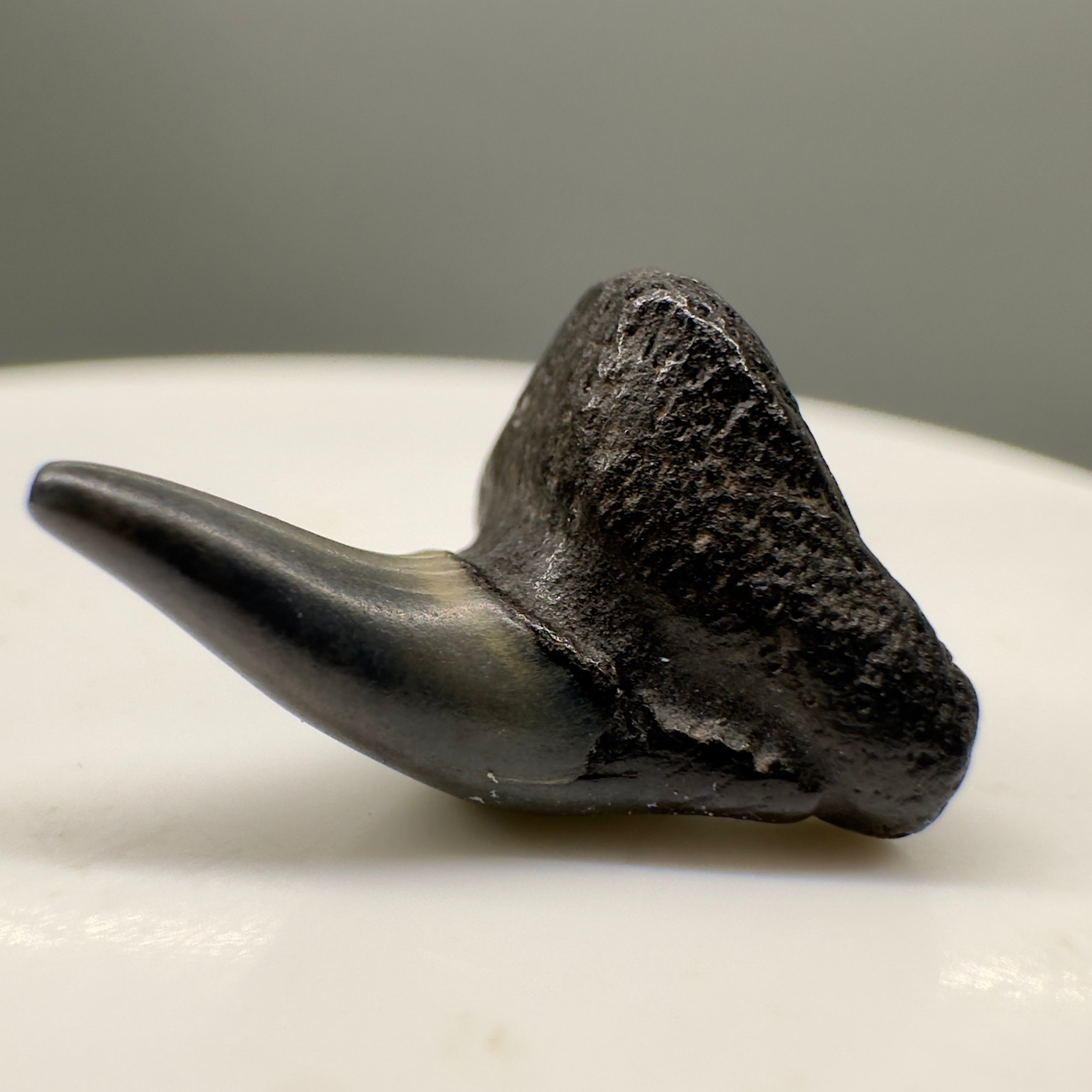 Megalodon Teeth Best Sellers Of Fossil Shark Teeth Megalodon Teeth Best Sellers Of Fossil Shark Teeth