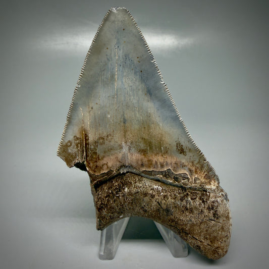 Affordable, sharply serrated 3.86" Fossil Megalodon Tooth - Georgia