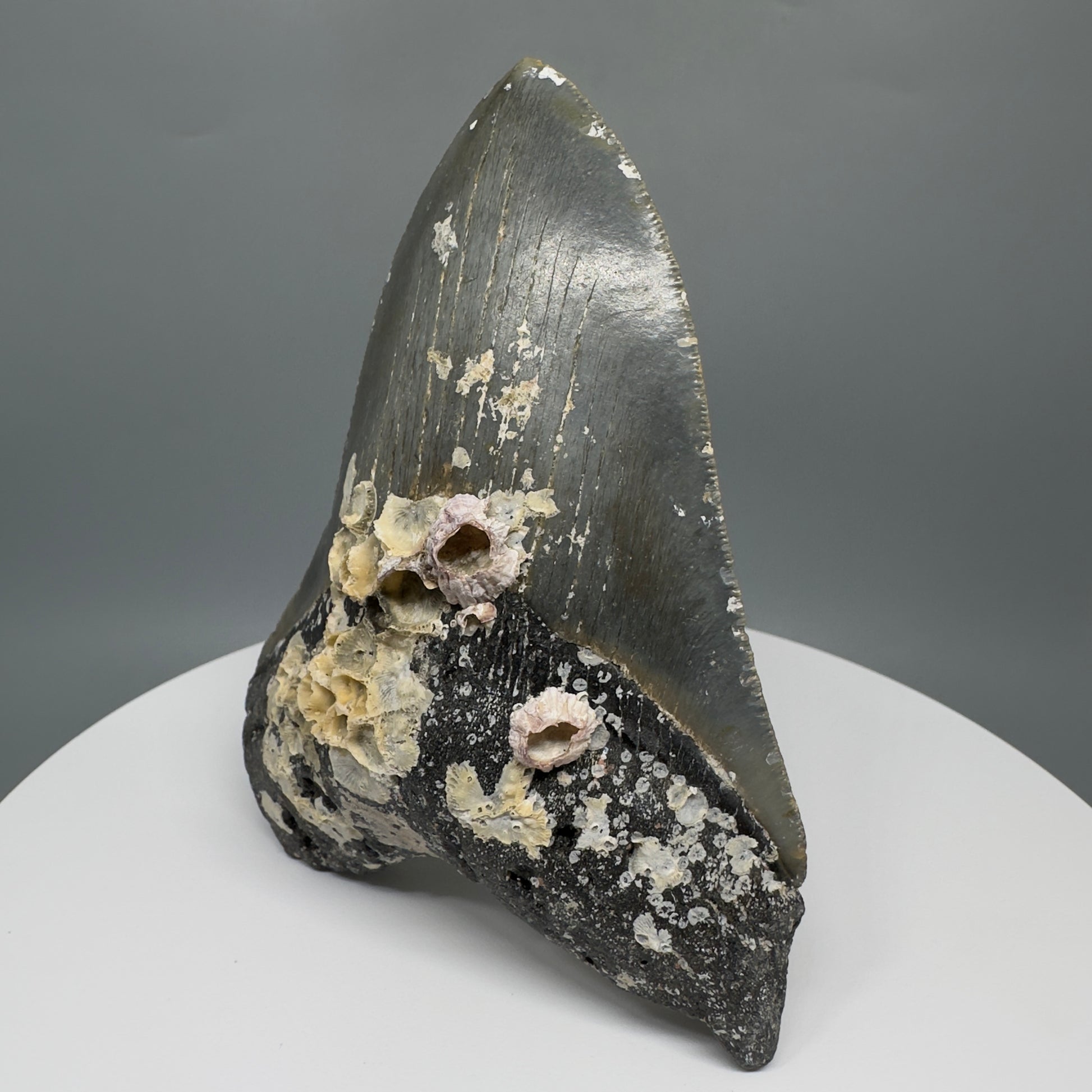 Uncleaned, natural 4.89" Fossil Megalodon Tooth from North Carolina CM5325 - Front Right