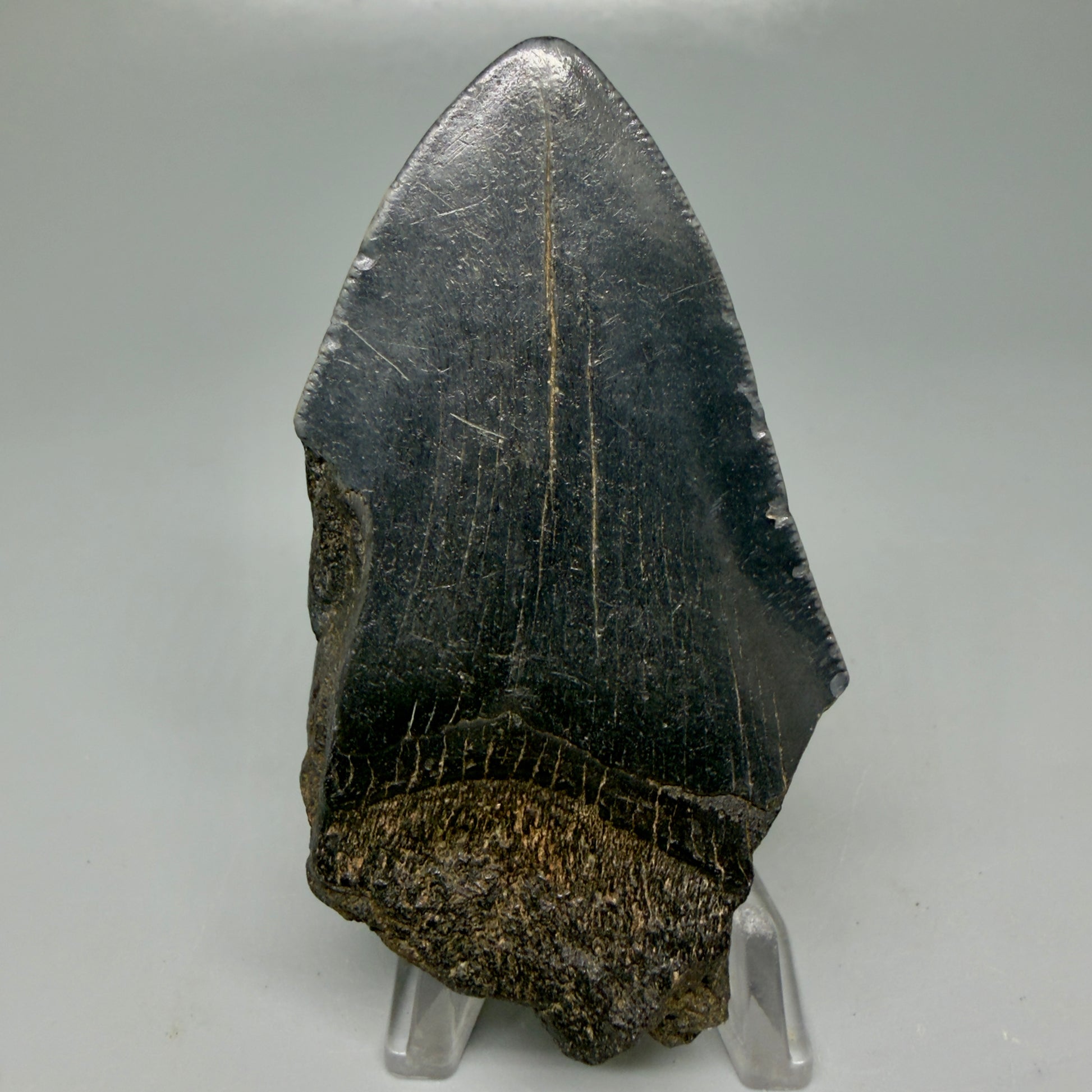 Back View Affordable, jet black 3.20" Fossil Megalodon Tooth - Georgia CM6089