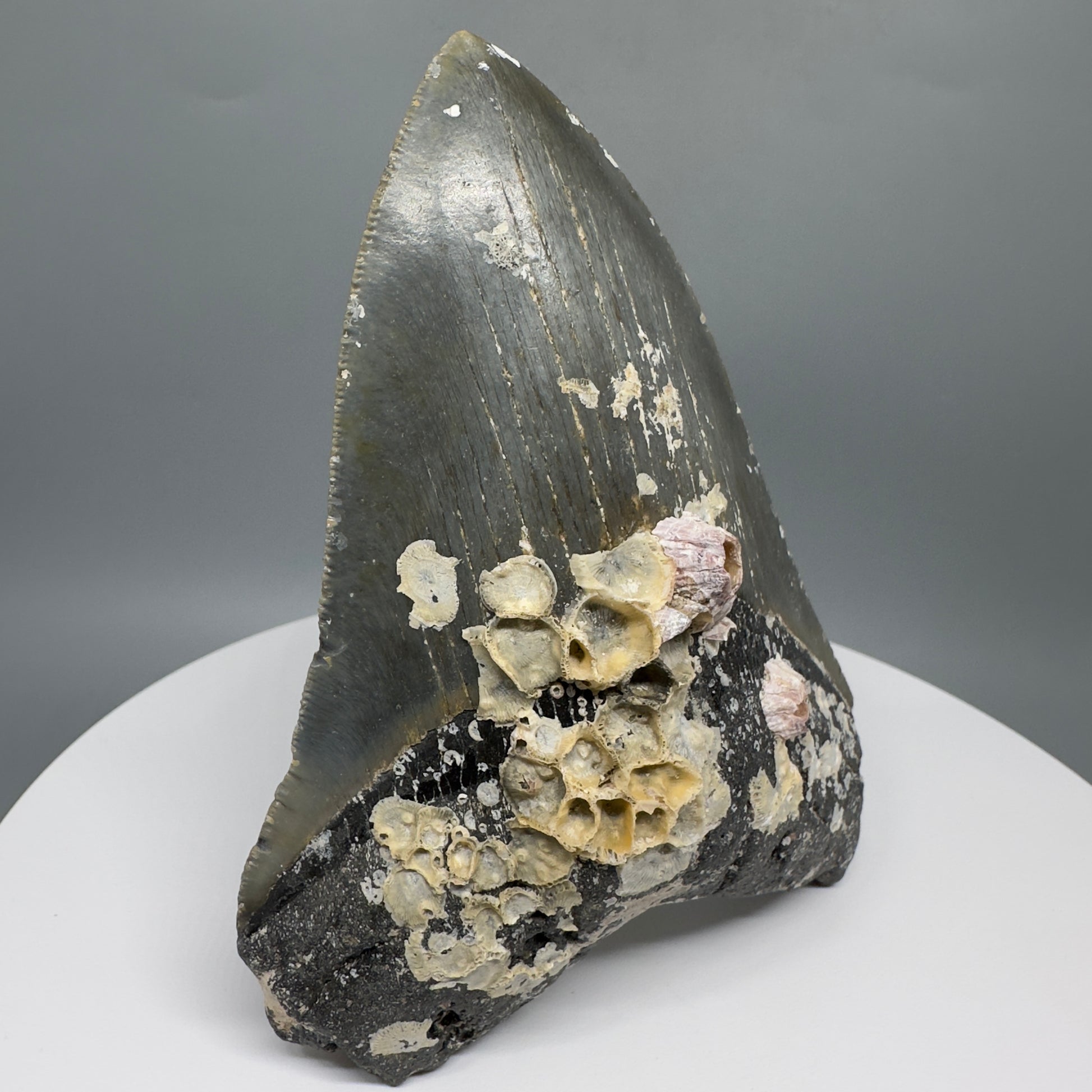 Uncleaned, natural 4.89" Fossil Megalodon Tooth from North Carolina CM5325 - Front Left