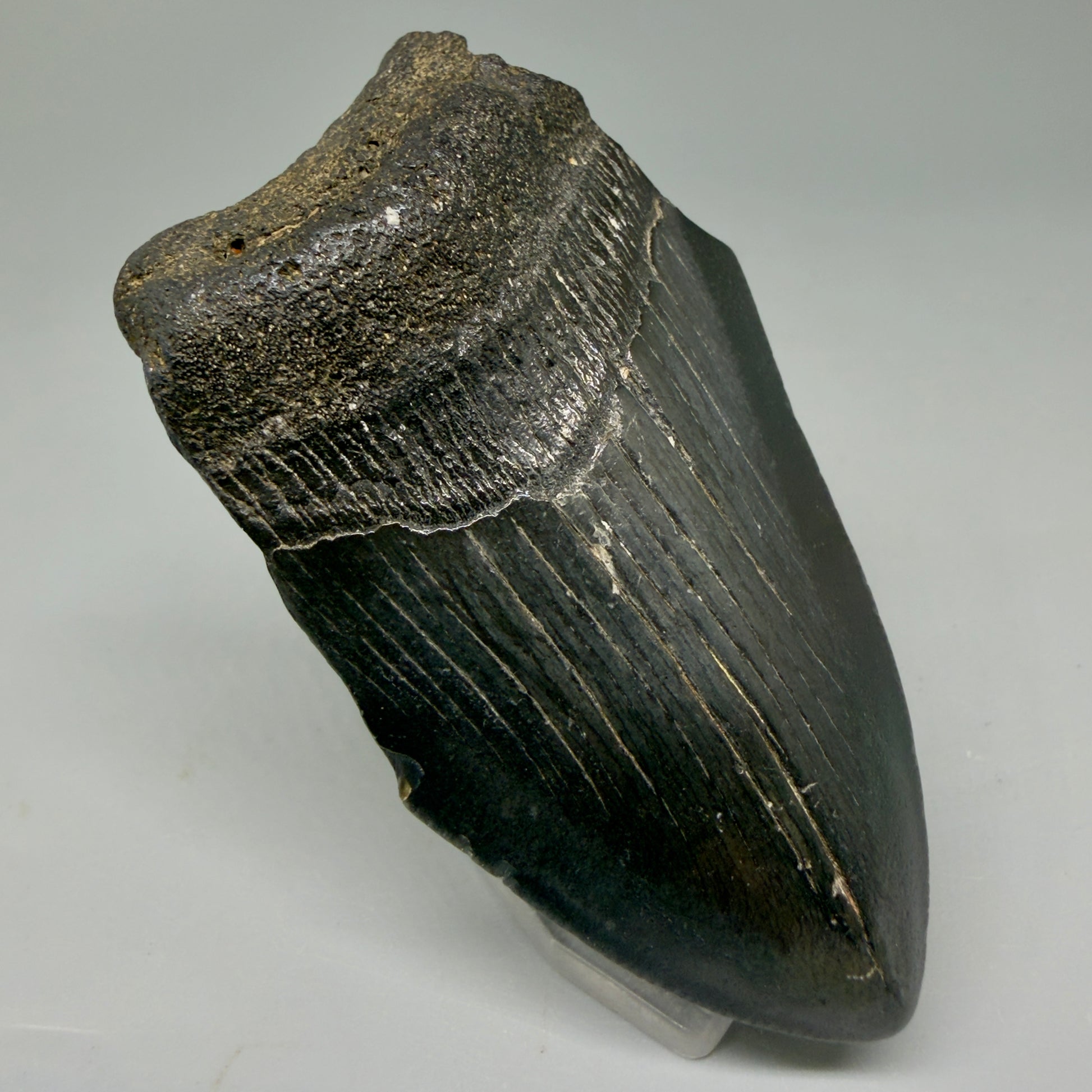 Front Left View Affordable, jet black 3.20" Fossil Megalodon Tooth - Georgia CM6089