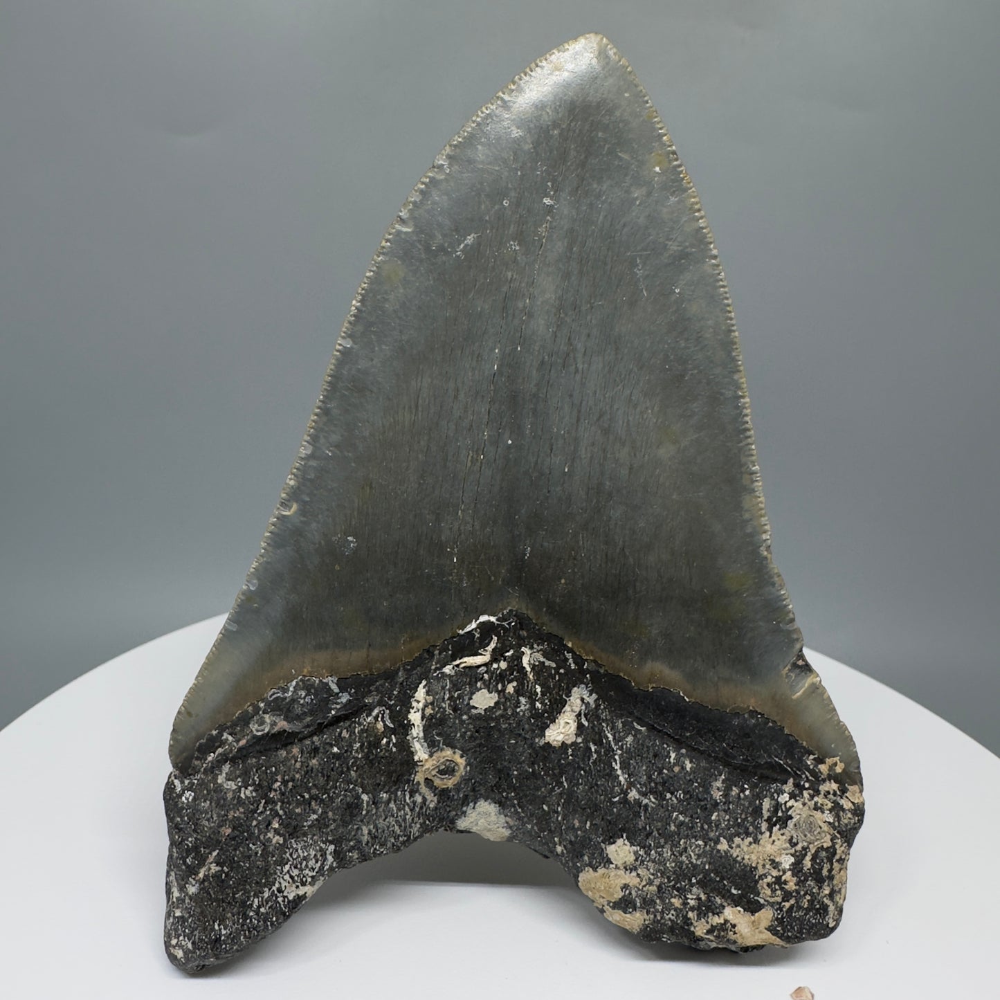 Uncleaned, natural 4.89" Fossil Megalodon Tooth from North Carolina CM5325 - Back