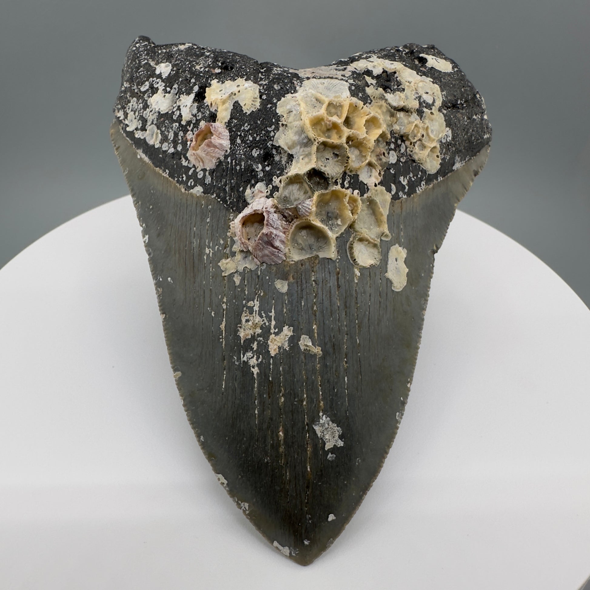 Uncleaned, natural 4.89" Fossil Megalodon Tooth from North Carolina CM5325 - Front1