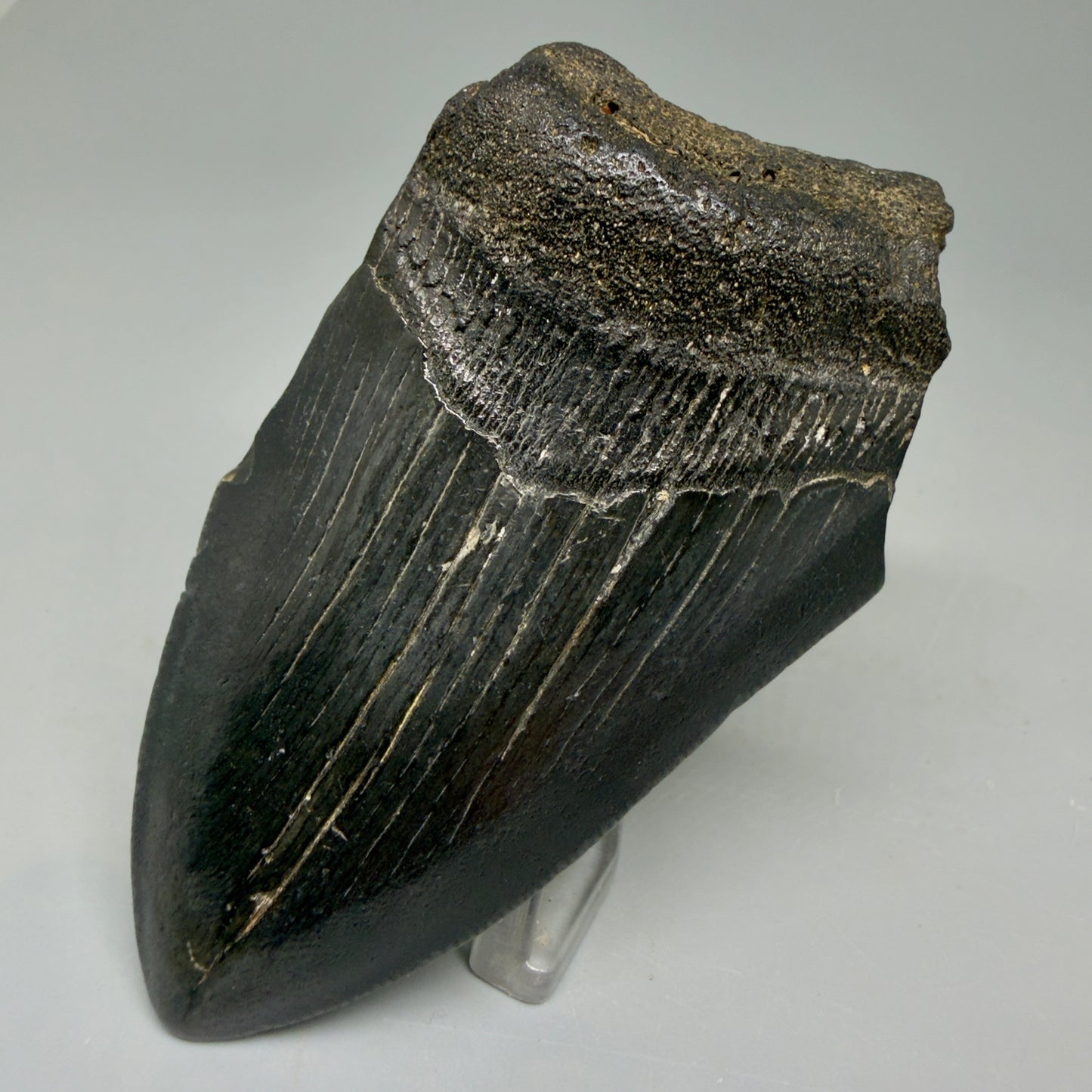 Front Right View Affordable, jet black 3.20" Fossil Megalodon Tooth - Georgia CM6089