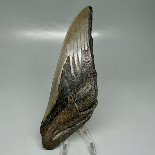 Front View Large, affordable 6.06" Fossil Monster Megalodon Tooth - Georgia CM6099 - 2