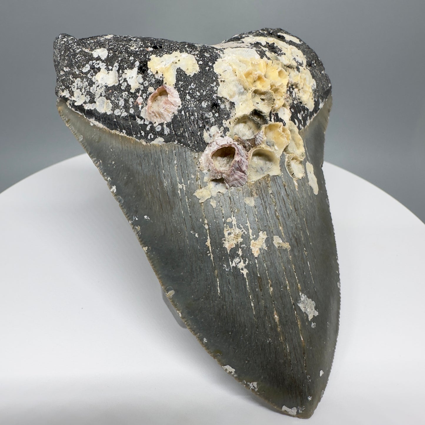 Uncleaned, natural 4.89" Fossil Megalodon Tooth from North Carolina CM5325 - Front Left 1