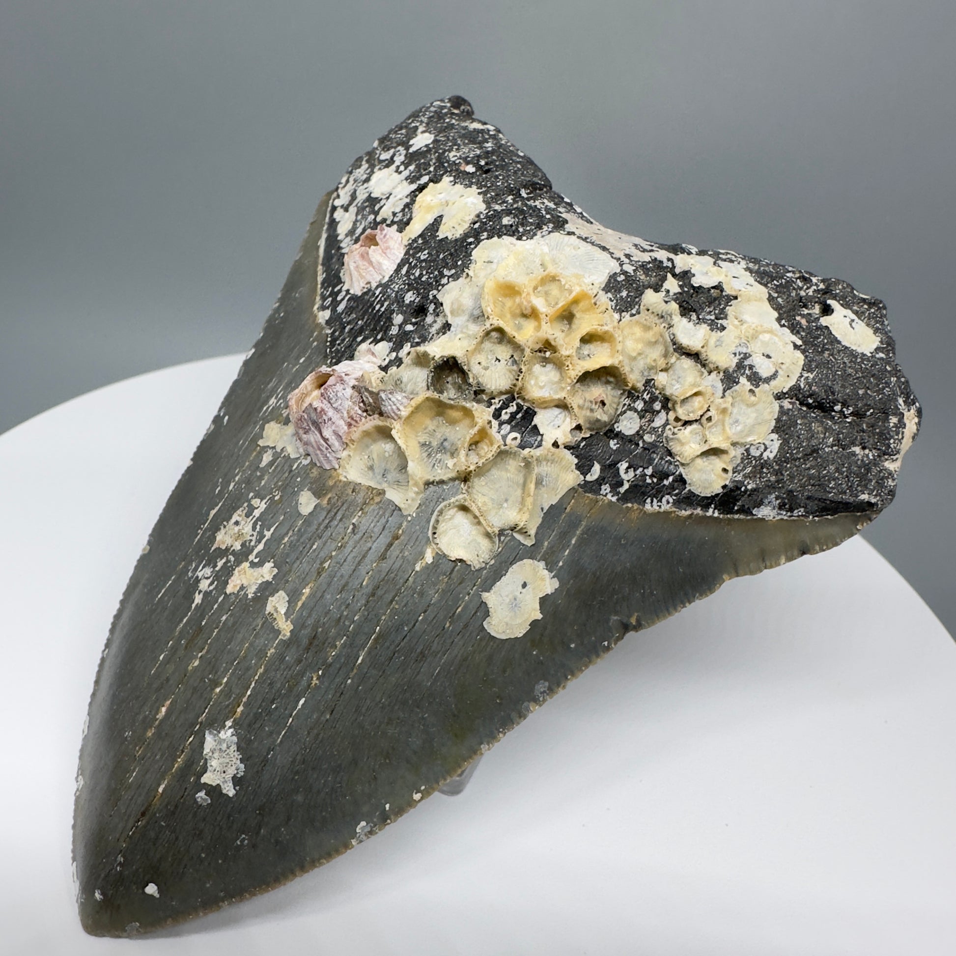 Uncleaned, natural 4.89" Fossil Megalodon Tooth from North Carolina CM5325 - Front Right 2