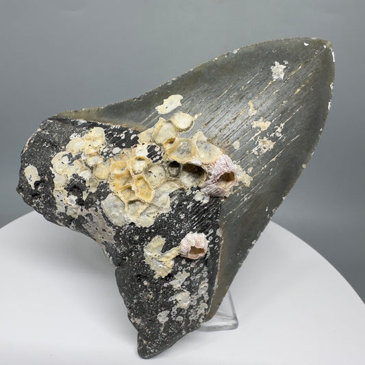 Uncleaned, natural 4.89" Fossil Megalodon Tooth from North Carolina CM5325 - Front 3