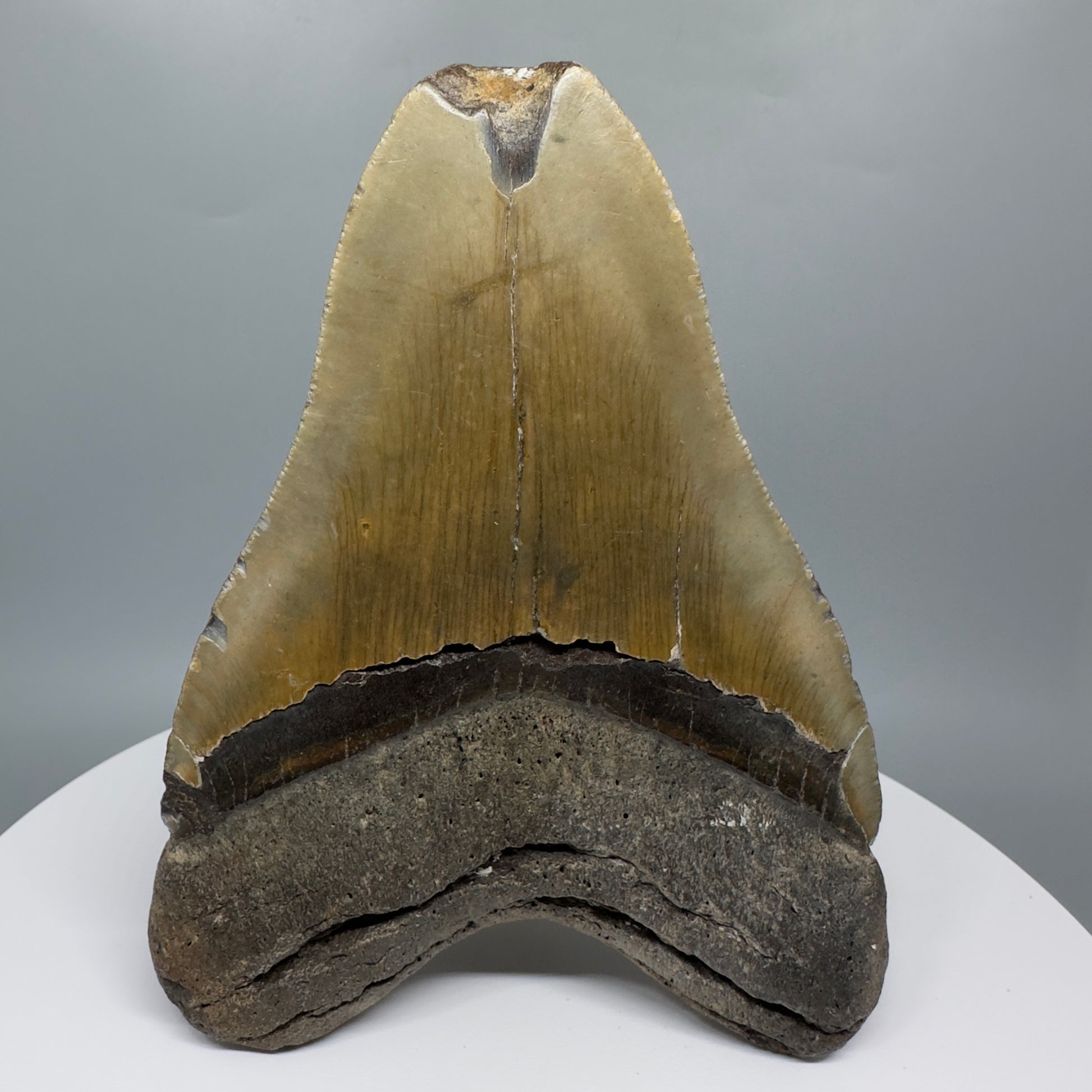LARGE, affordable 5.11" Fossil Megalodon Tooth - Wilmington North Carolina CM5326 - Back