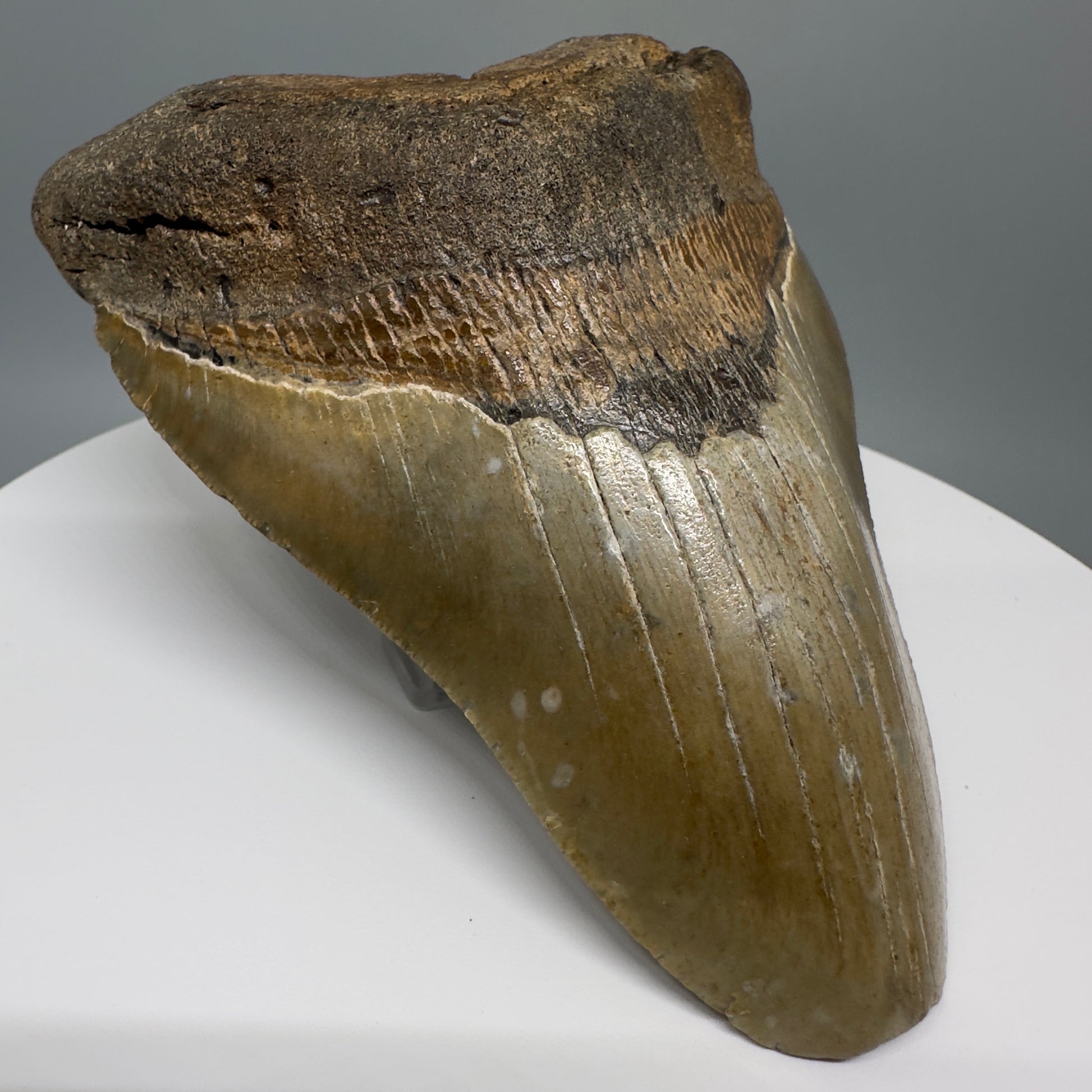 LARGE, affordable 5.11" Fossil Megalodon Tooth - Wilmington North Carolina CM5326 - Front Left