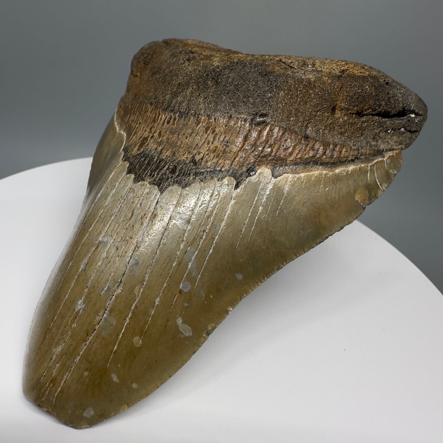 LARGE, affordable 5.11" Fossil Megalodon Tooth - Wilmington North Carolina CM5326 - Front Right