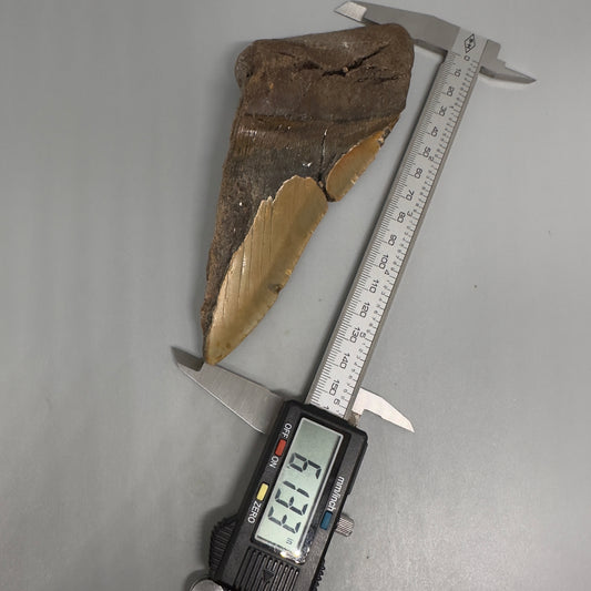 Huge, affordable 6.13" Fossil Megalodon Tooth - Wilmington North Carolina CM5329 - Front in calipers