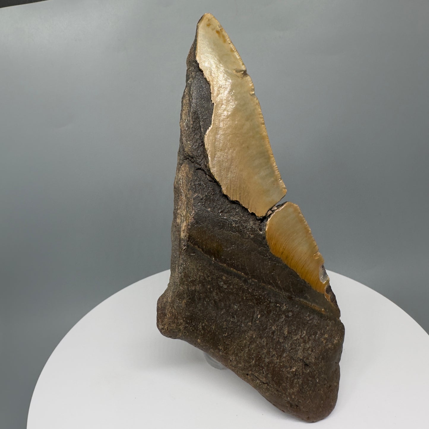 Huge, affordable 6.13" Fossil Megalodon Tooth - Wilmington North Carolina CM5329 - Back