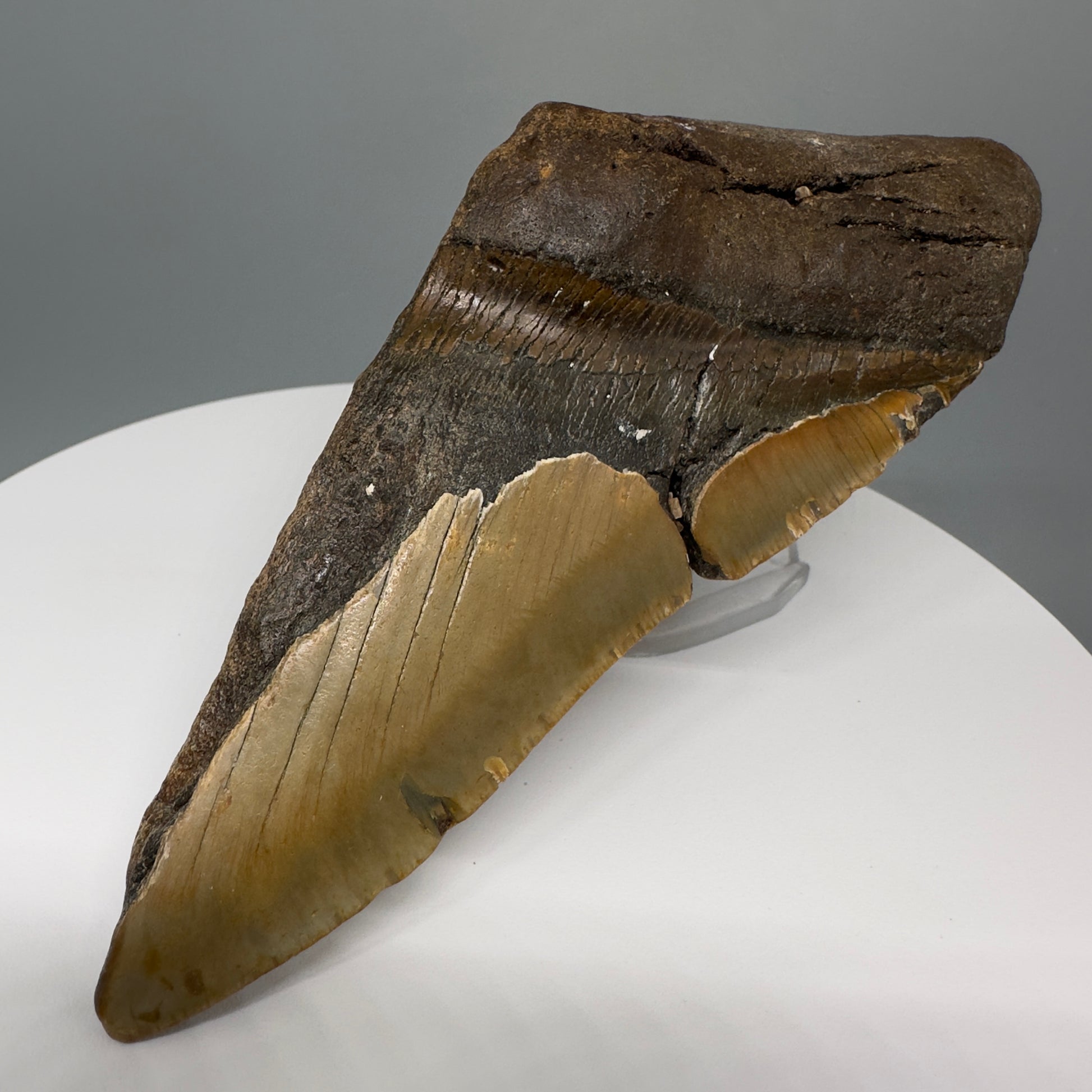 Huge, affordable 6.13" Fossil Megalodon Tooth - Wilmington North Carolina CM5329 - Front Right