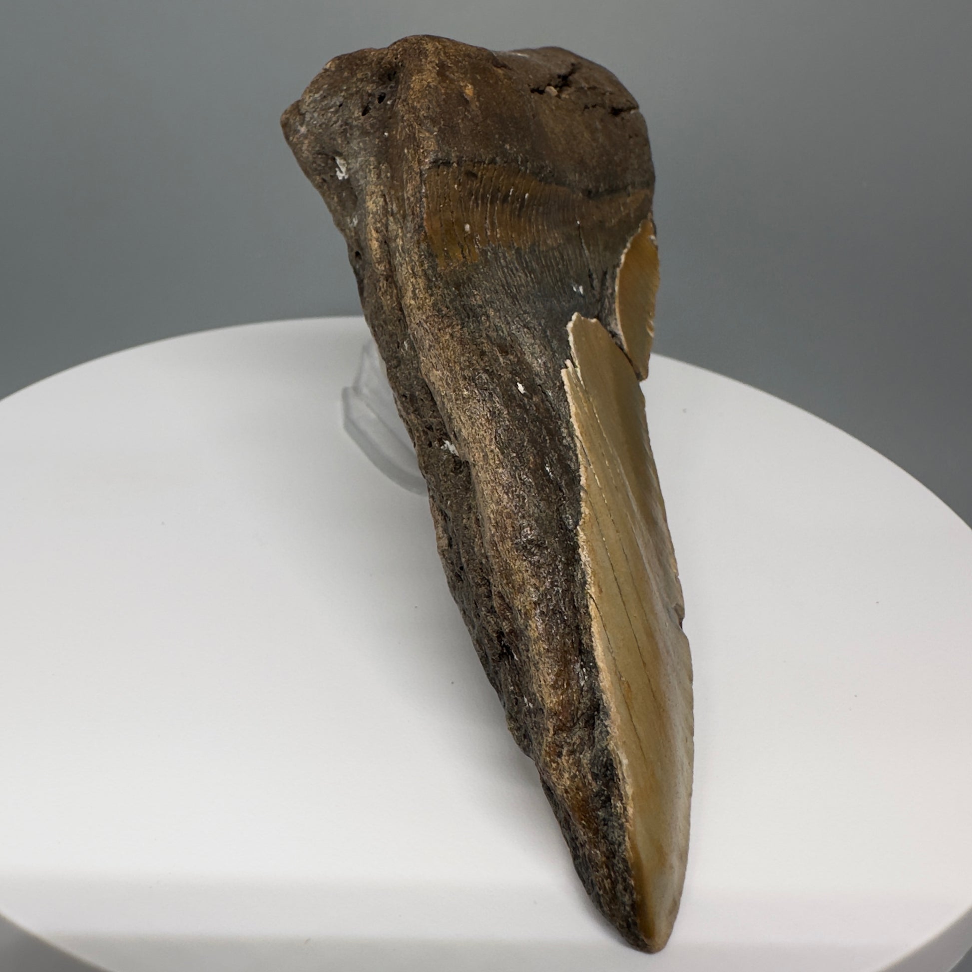 Huge, affordable 6.13" Fossil Megalodon Tooth - Wilmington North Carolina CM5329 - Front Left