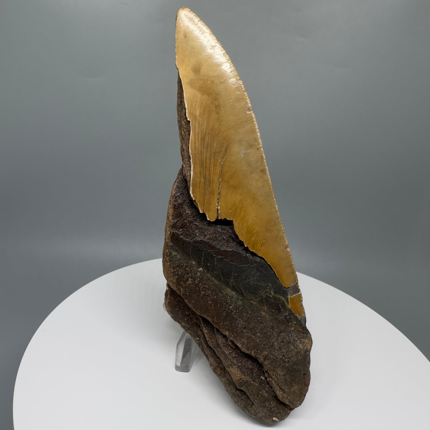 LARGE, affordable 5.94" Fossil Megalodon Tooth - Wilmington North Carolina CM5328 - Back
