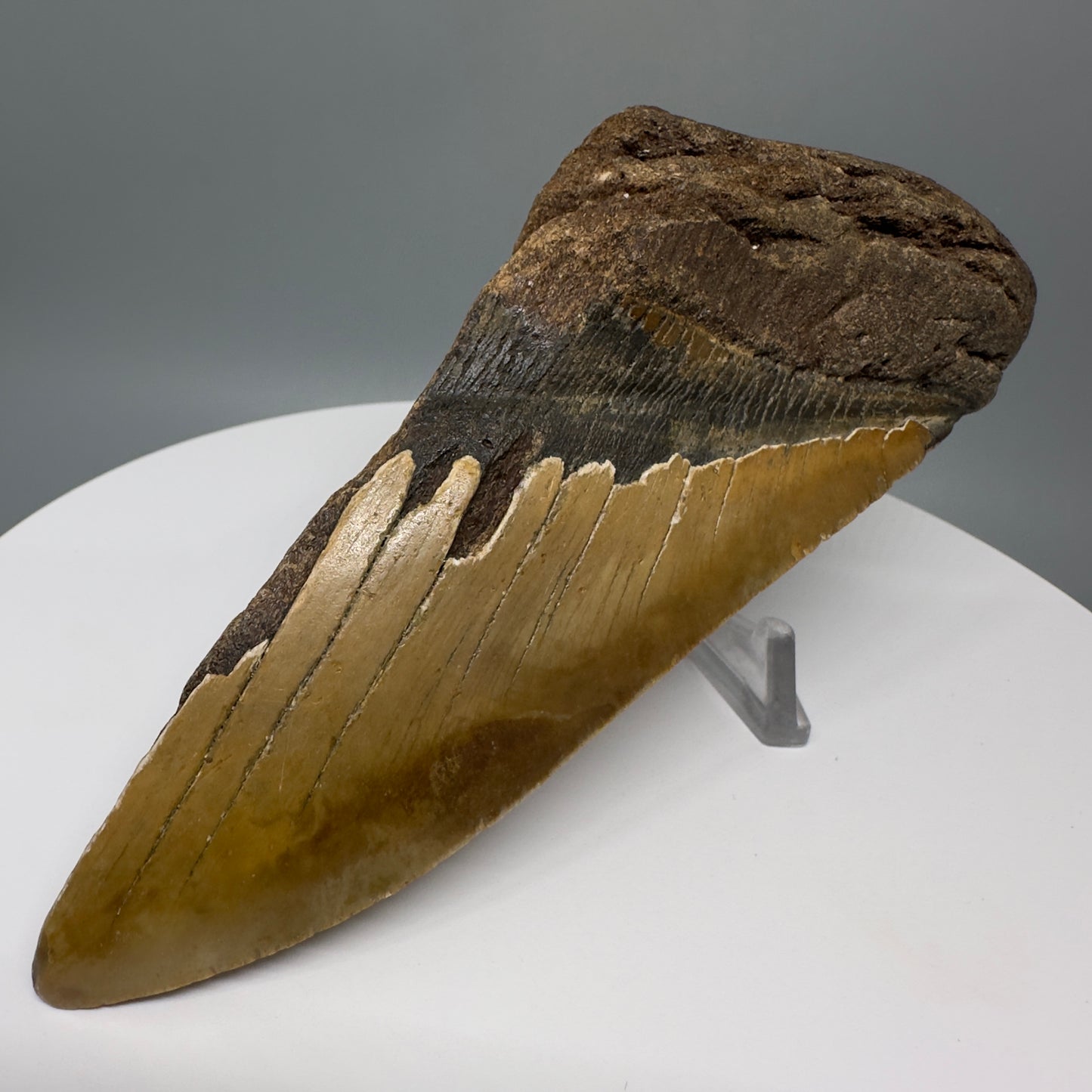 LARGE, affordable 5.94" Fossil Megalodon Tooth - Wilmington North Carolina CM5328 - Front Right