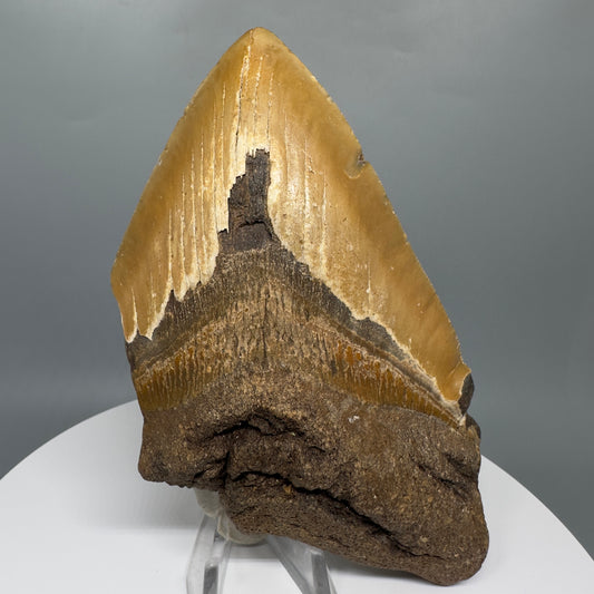 LARGE, affordable 5.93" Fossil Megalodon Tooth - Wilmington North Carolina CM5327 - Front