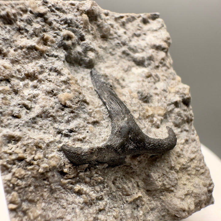Rare Fossil Shark Teeth Collection - Authentic Specimens – Megalodon Teeth