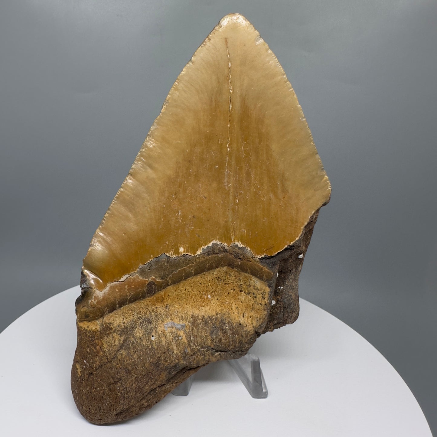 LARGE, affordable 5.93" Fossil Megalodon Tooth - Wilmington North Carolina CM5327 - Back