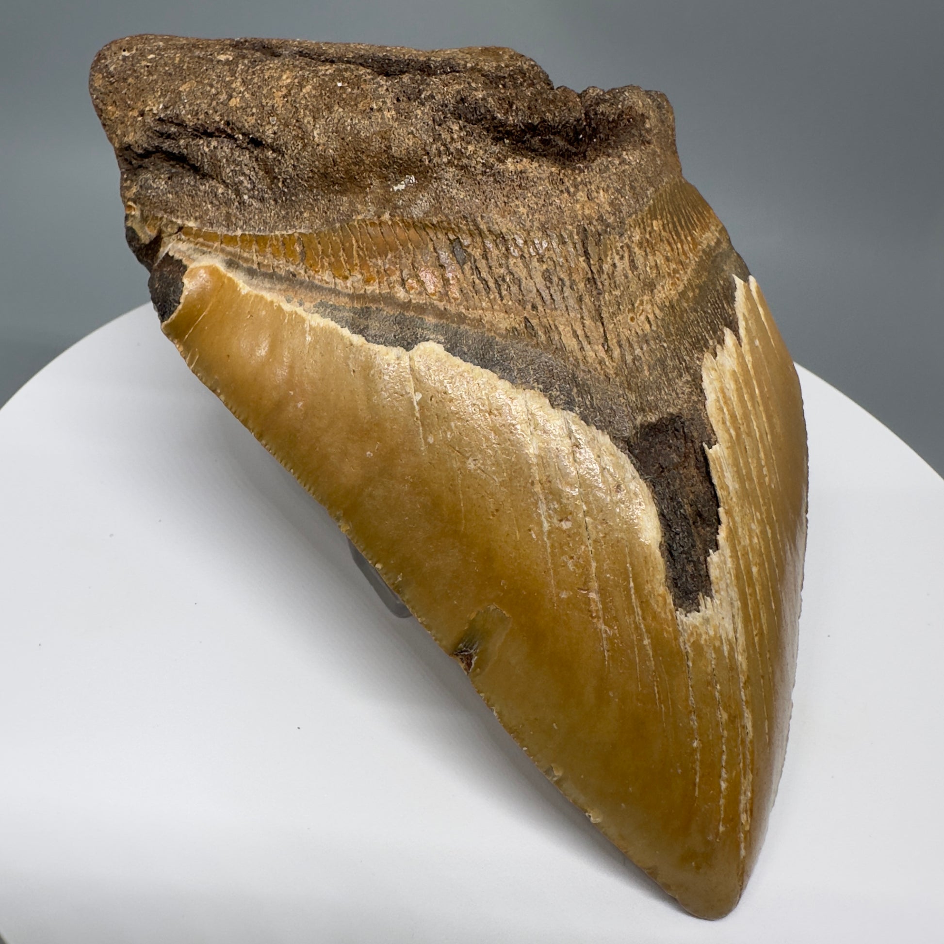 LARGE, affordable 5.93" Fossil Megalodon Tooth - Wilmington North Carolina CM5327 - Front Left
