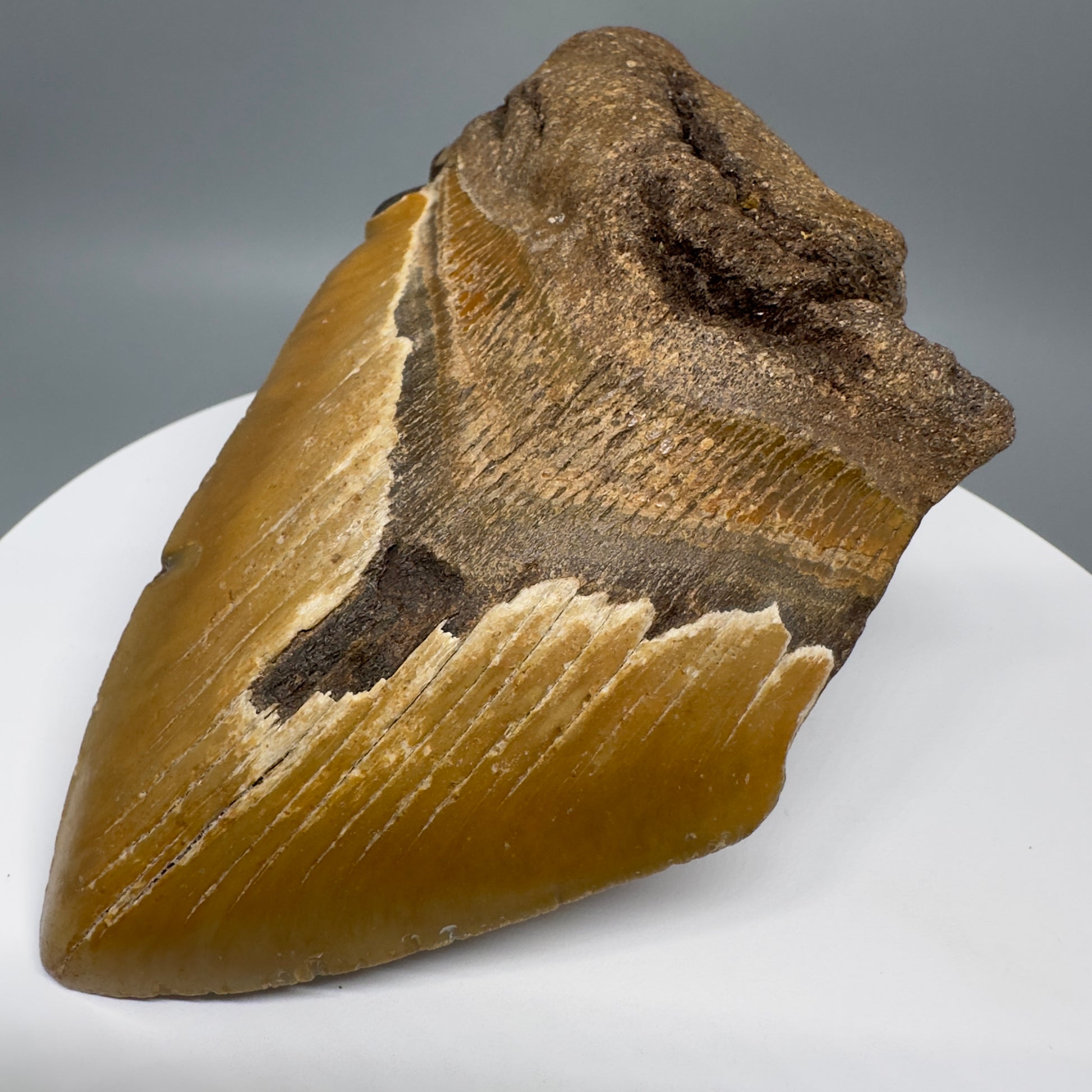 LARGE, affordable 5.93" Fossil Megalodon Tooth - Wilmington North Carolina CM5327 - Front Right