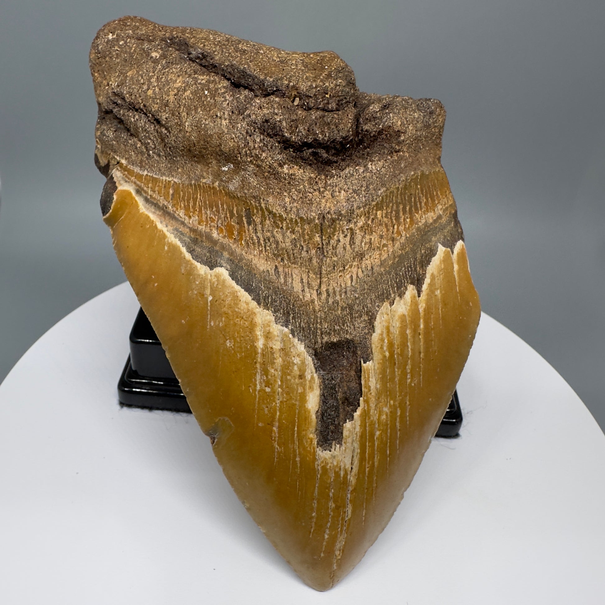 LARGE, affordable 5.93" Fossil Megalodon Tooth - Wilmington North Carolina CM5327 - Front 2