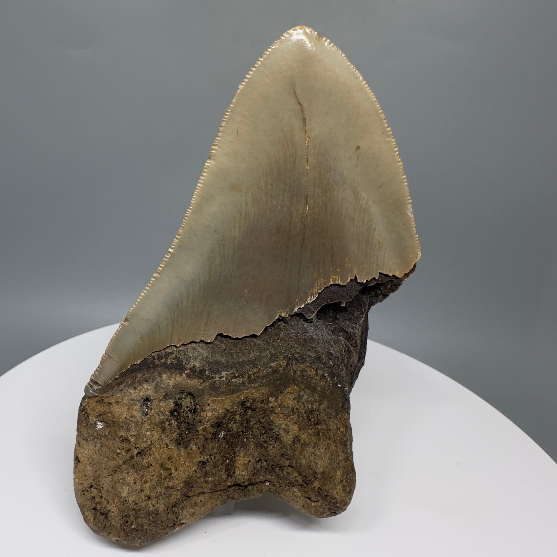 Affordable 4.68" Fossil Megalodon Tooth from North Carolina CM5323 - Back