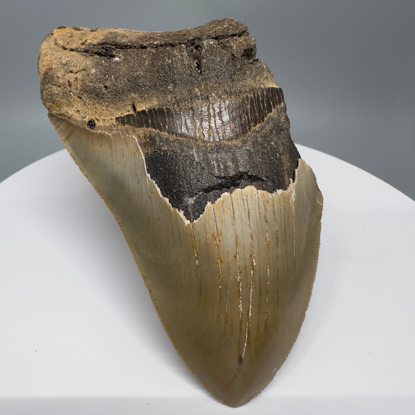 Affordable 4.68" Fossil Megalodon Tooth from North Carolina CM5323 - Front Left