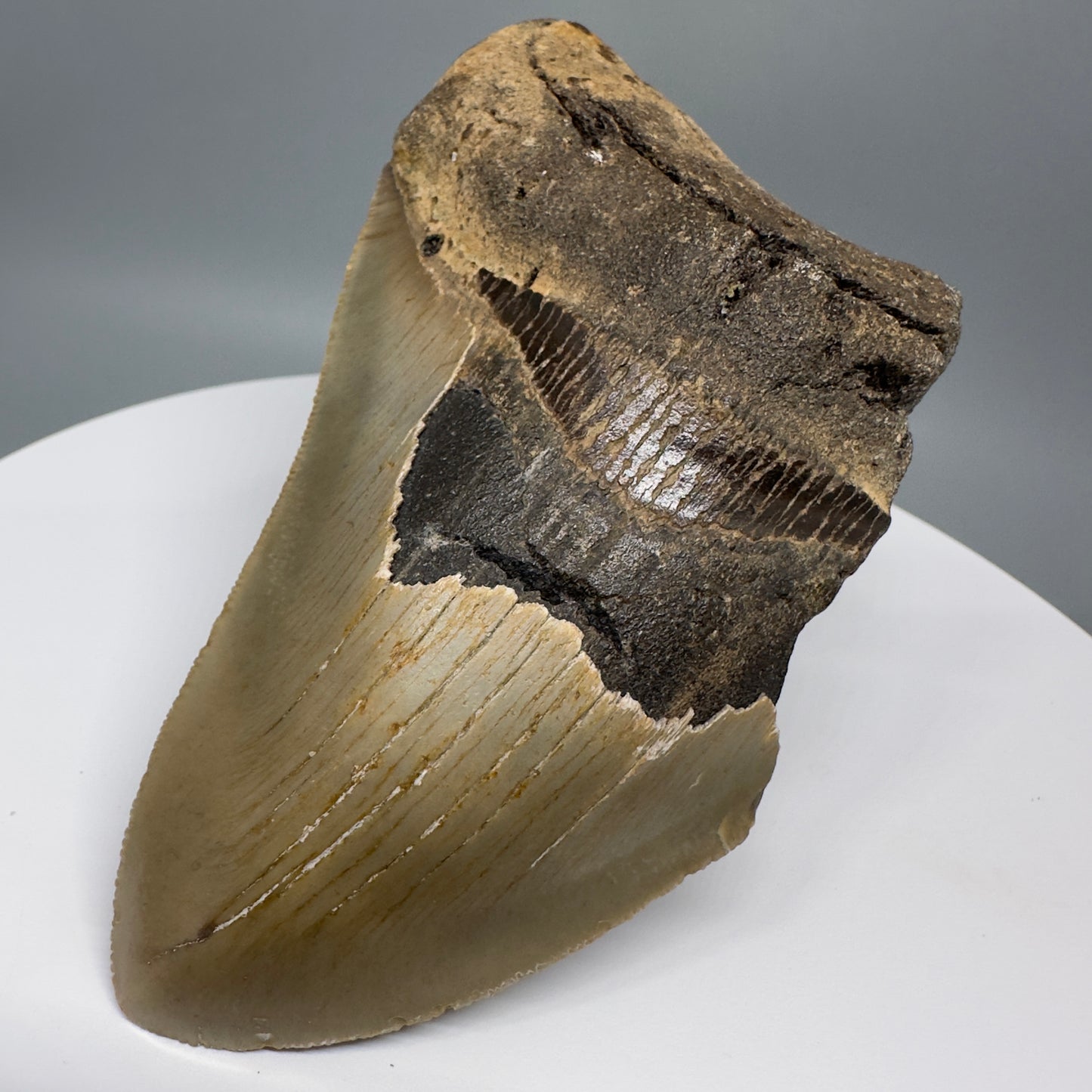 Affordable 4.68" Fossil Megalodon Tooth from North Carolina CM5323 - Front Right