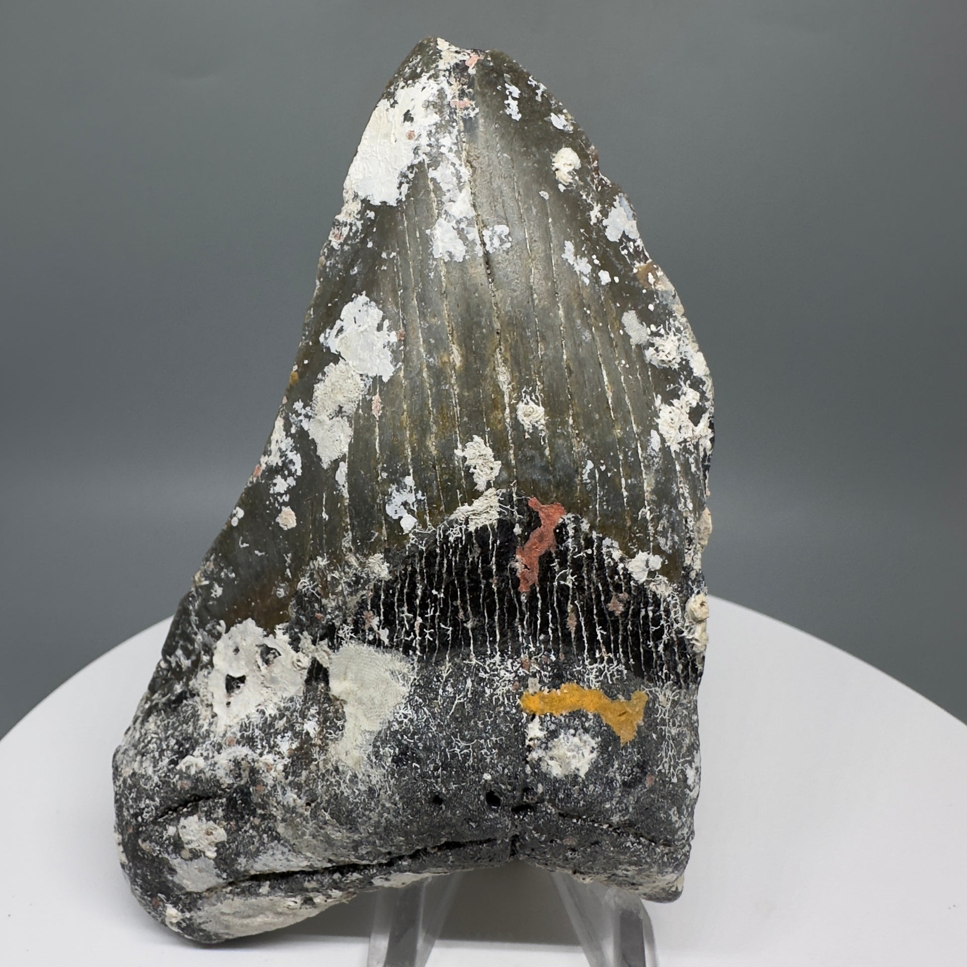 Uncleaned, natural 4.72" Fossil Megalodon Tooth from North Carolina CM5324 - Front 1