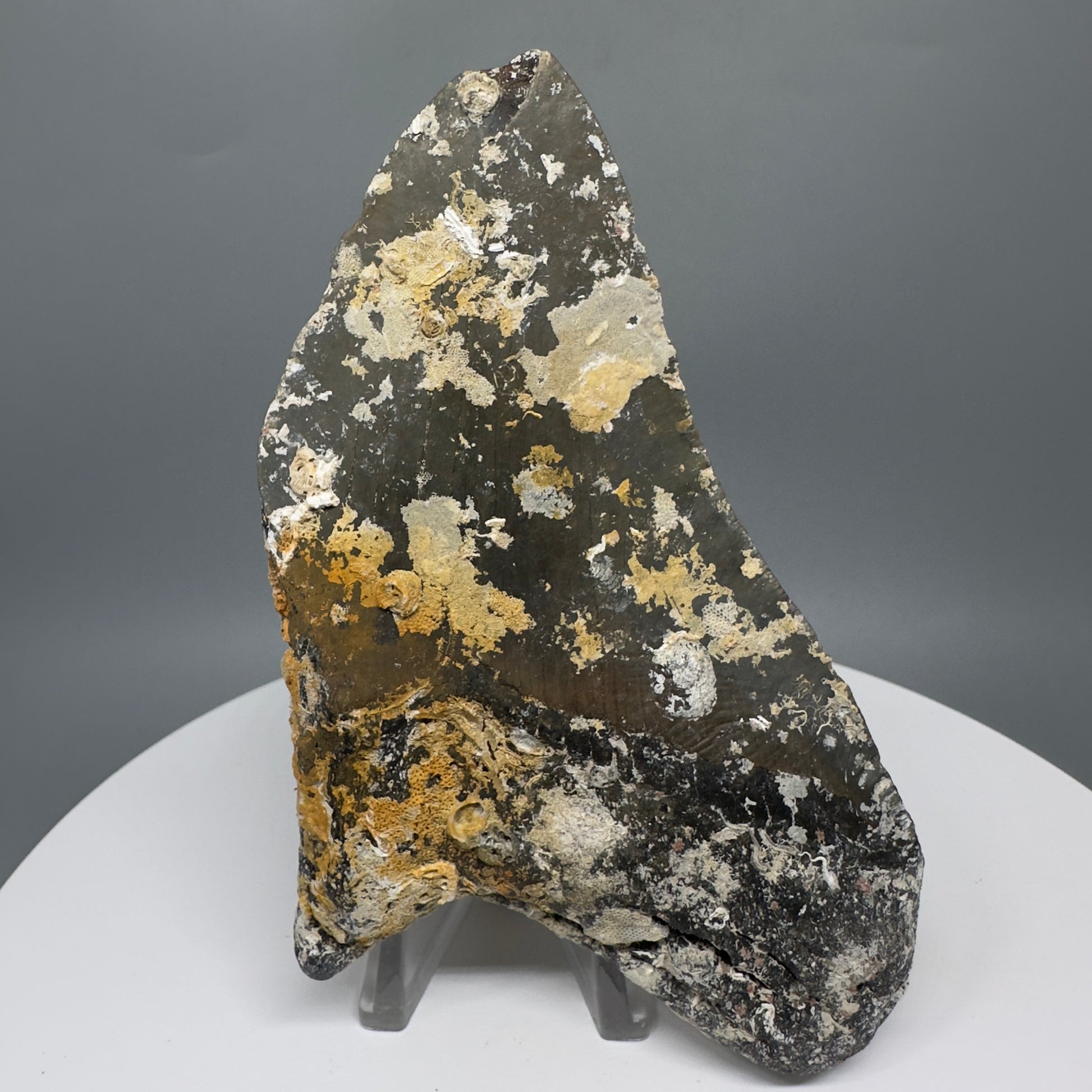 Uncleaned, natural 4.72" Fossil Megalodon Tooth from North Carolina CM5324 - Back