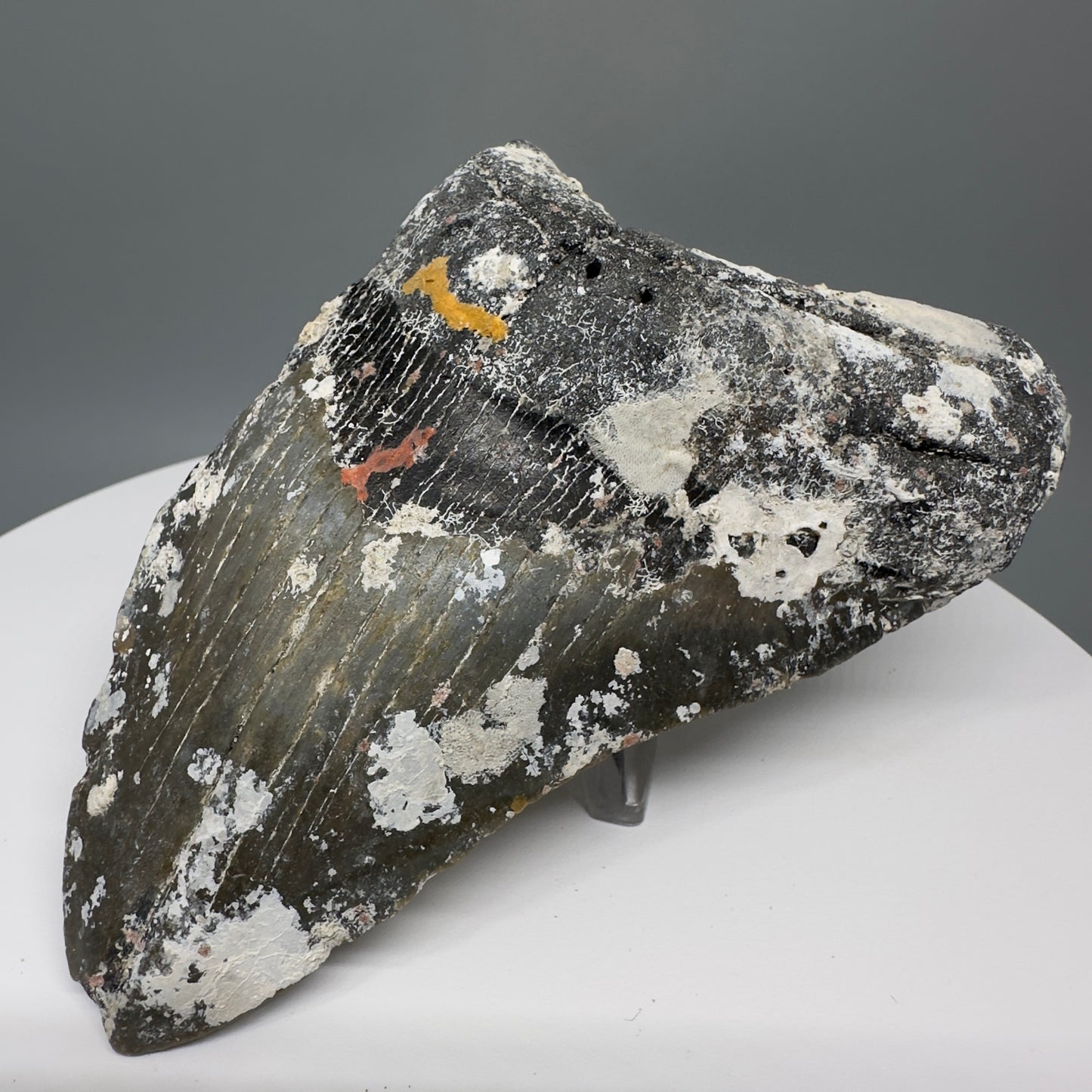 Uncleaned, natural 4.72" Fossil Megalodon Tooth from North Carolina CM5324 - Front Right