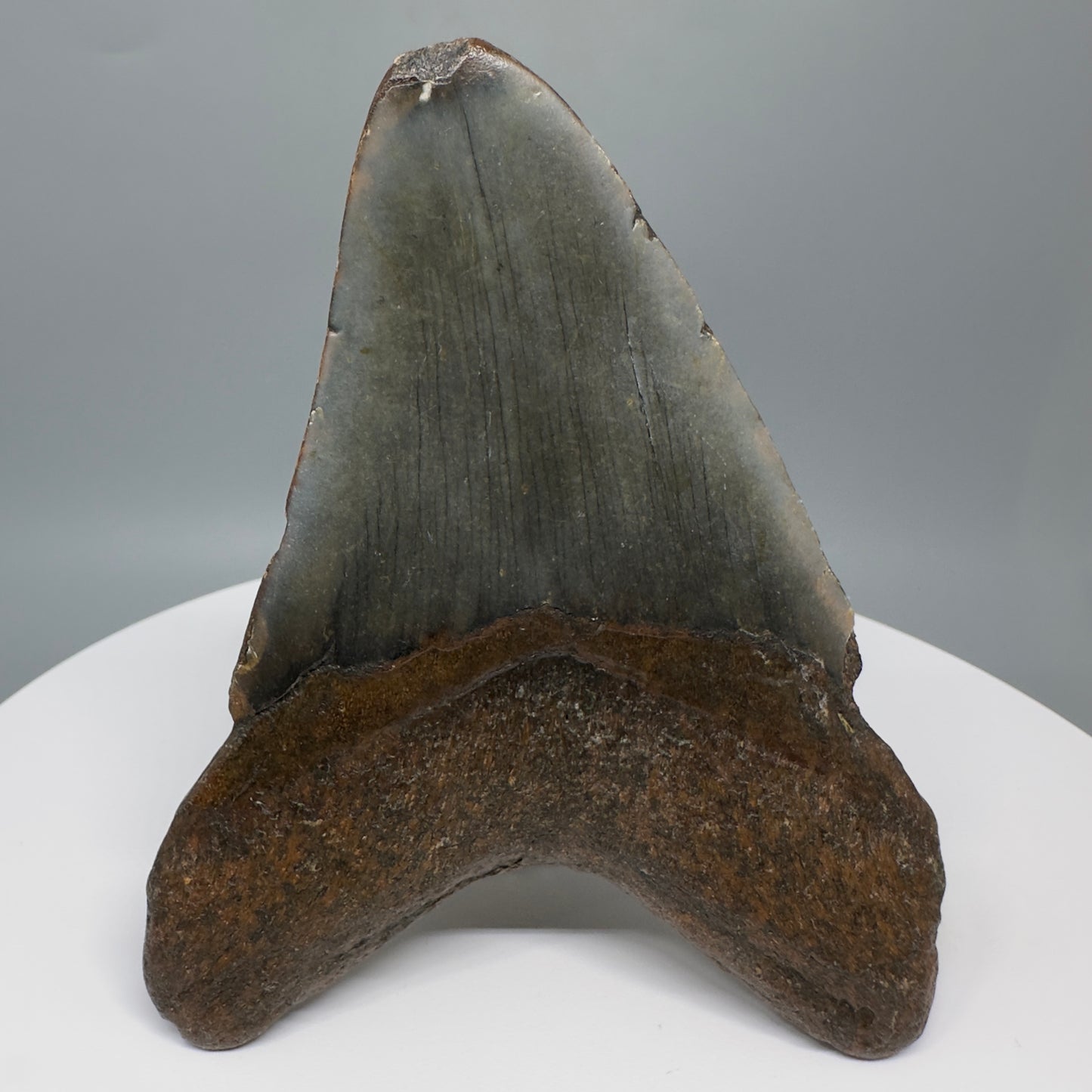 Affordable, colorful 4.40" Fossil Megalodon Tooth from North Carolina CM5321 - Back