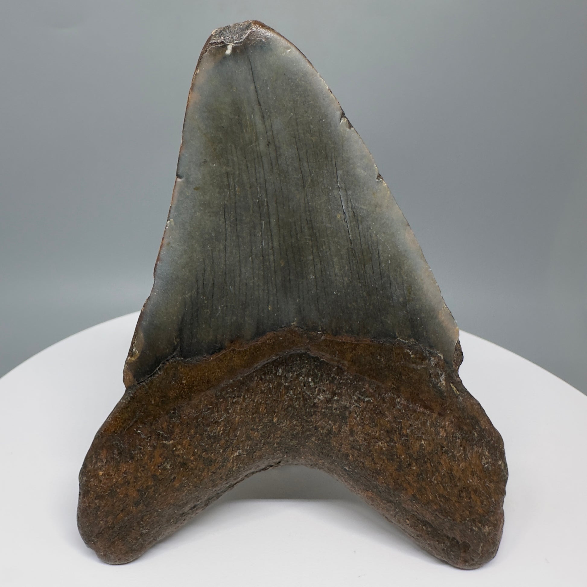Affordable, colorful 4.40" Fossil Megalodon Tooth from North Carolina CM5321 - Back
