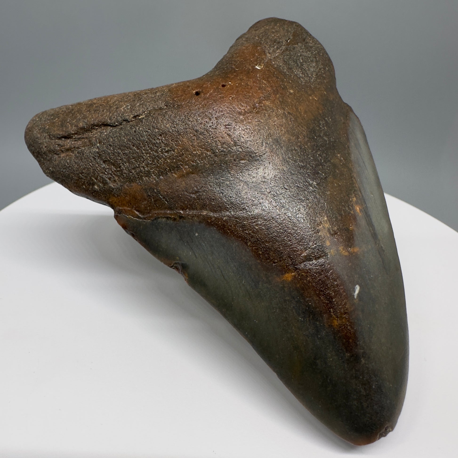 Affordable, colorful 4.40" Fossil Megalodon Tooth from North Carolina CM5321 - Front Left
