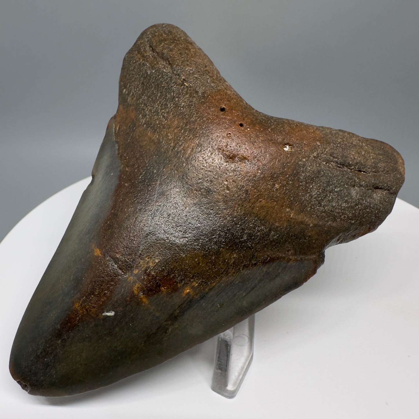 Affordable, colorful 4.40" Fossil Megalodon Tooth from North Carolina CM5321 - Front Right
