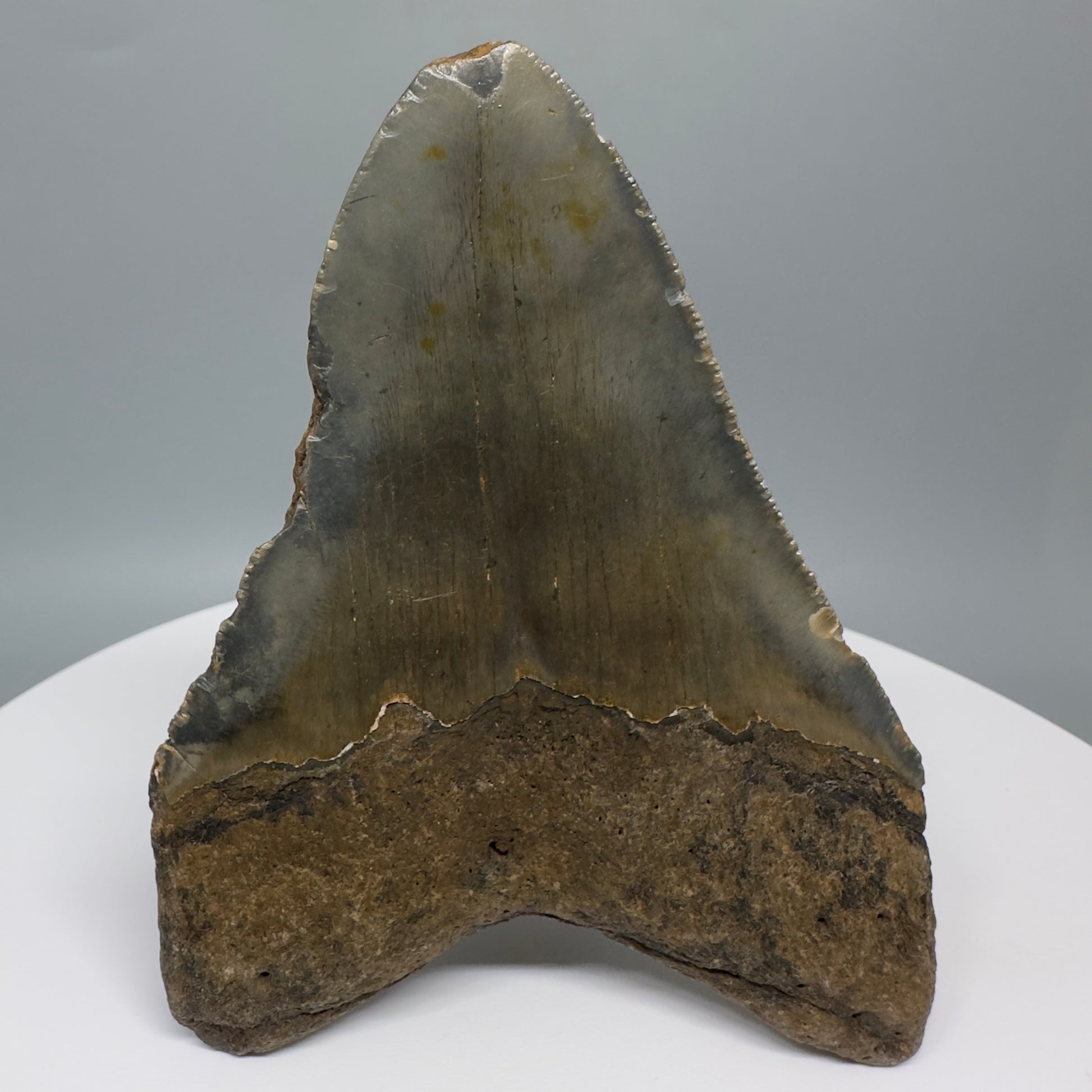 Affordable, colorful 4.19" Fossil Megalodon Tooth from North Carolina CM5320 Back