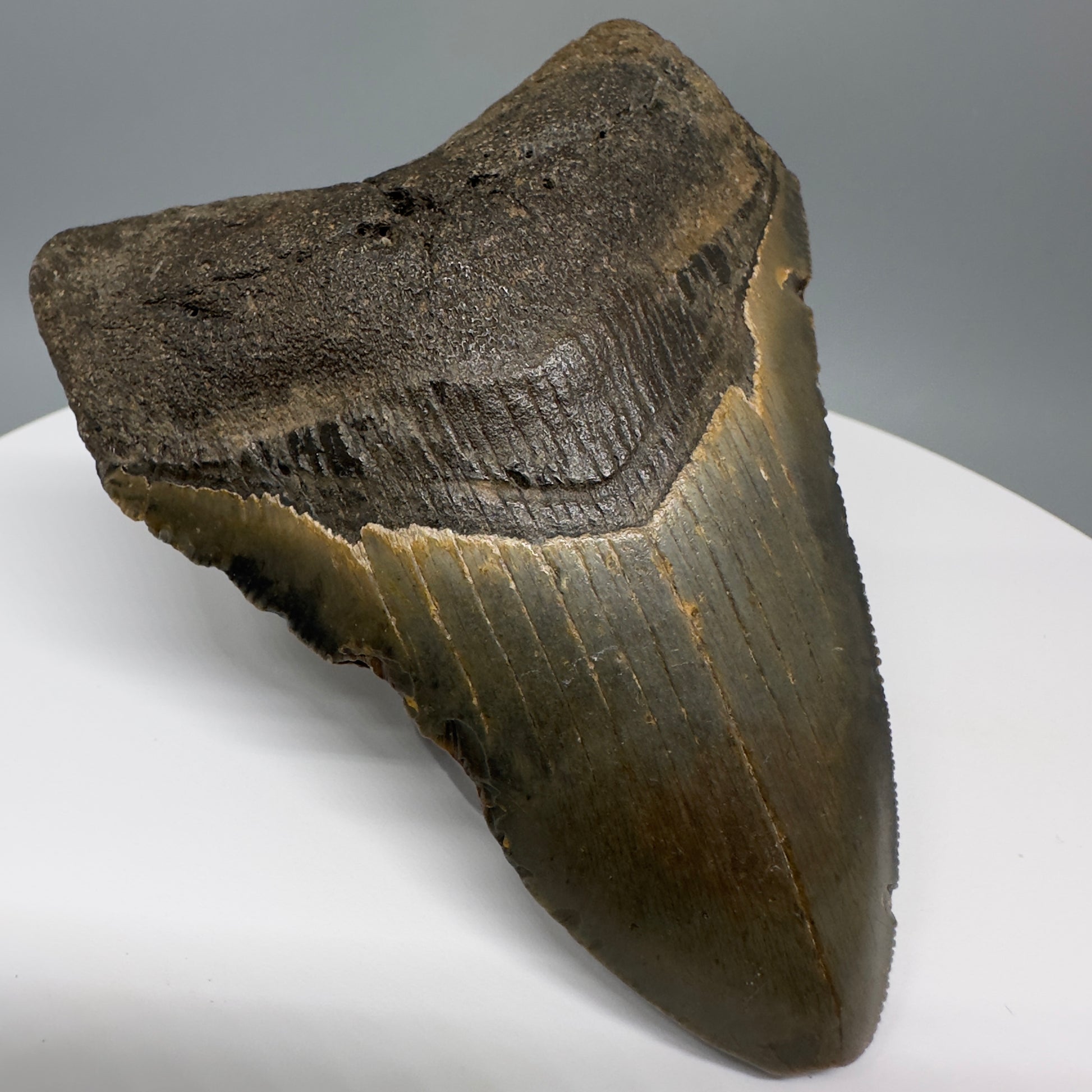 Affordable, colorful 4.19" Fossil Megalodon Tooth from North Carolina CM5320 Front Left
